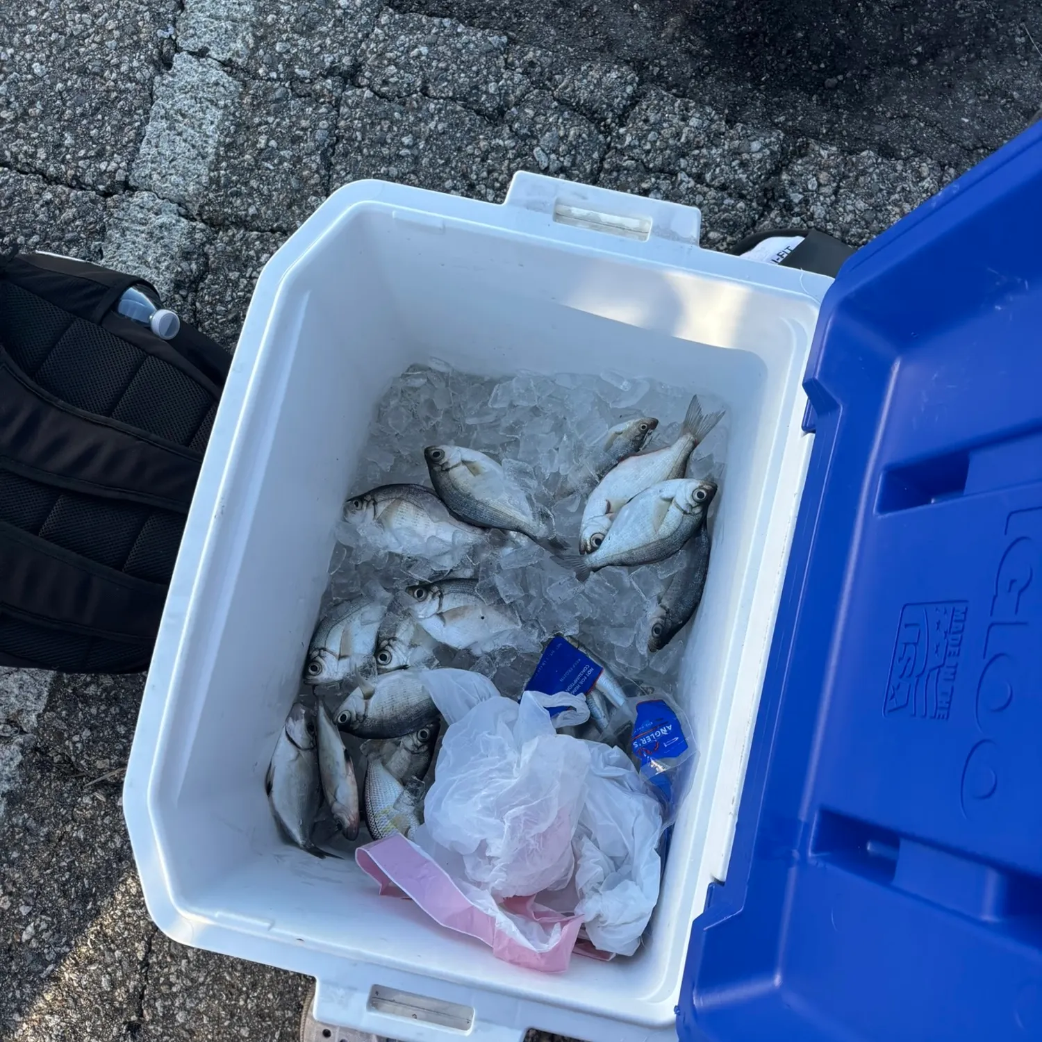 The most recent Pile perch catches on Fishbrain