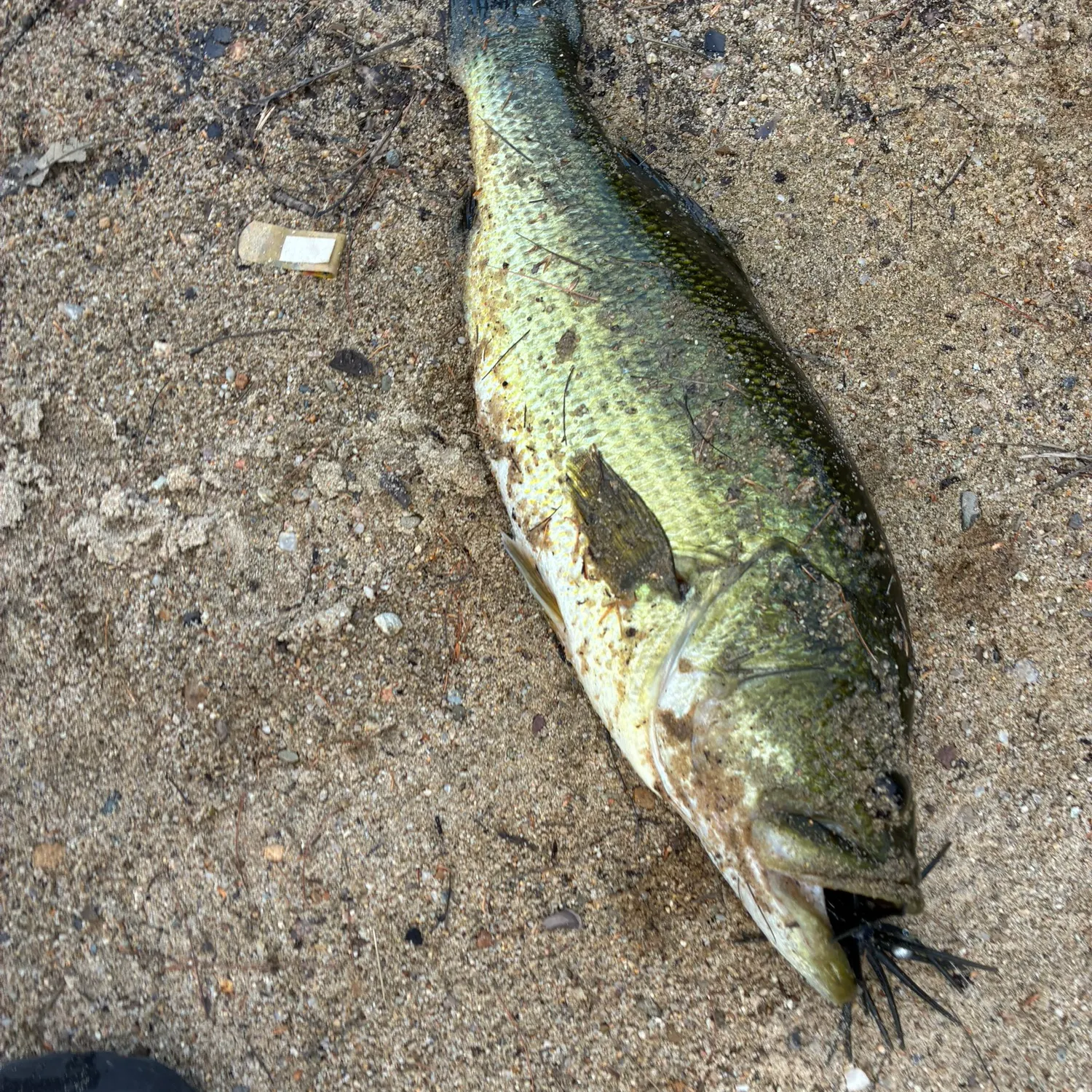 Largemouth bass caught on Fishbrain