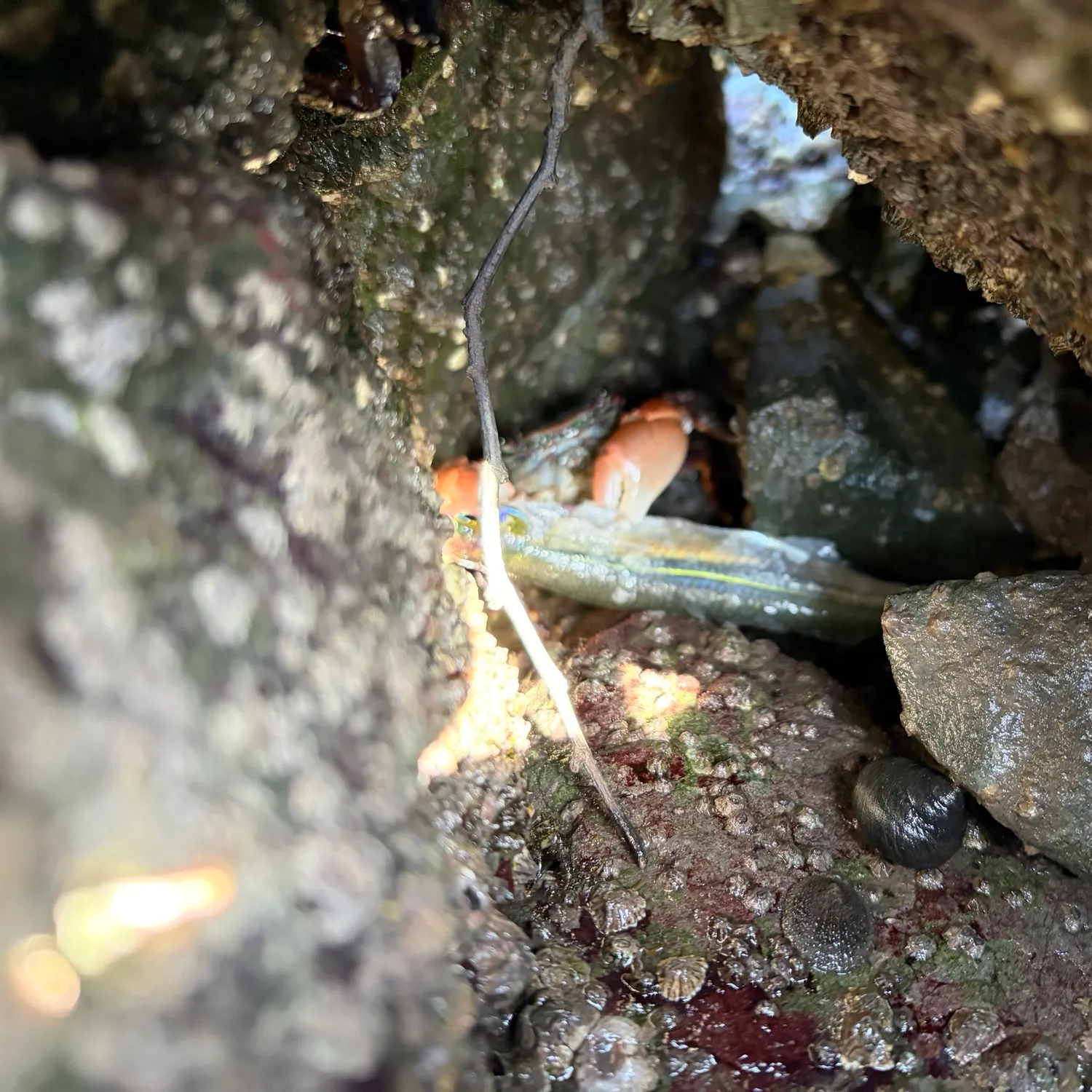 Topsmelt silverside caught on Fishbrain