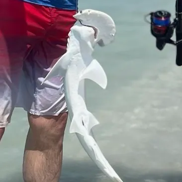 The most recent Bonnethead shark catches on Fishbrain