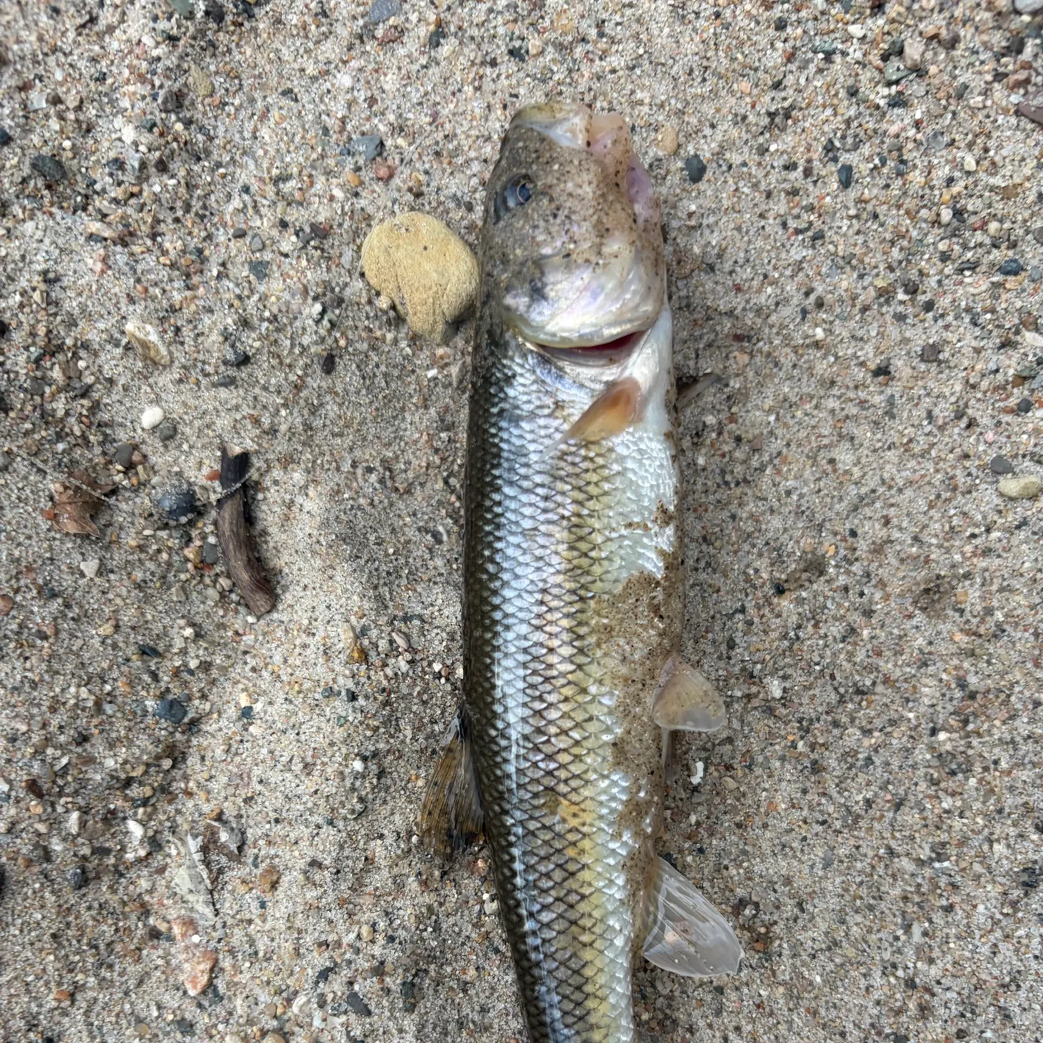 Creek chub caught on Fishbrain