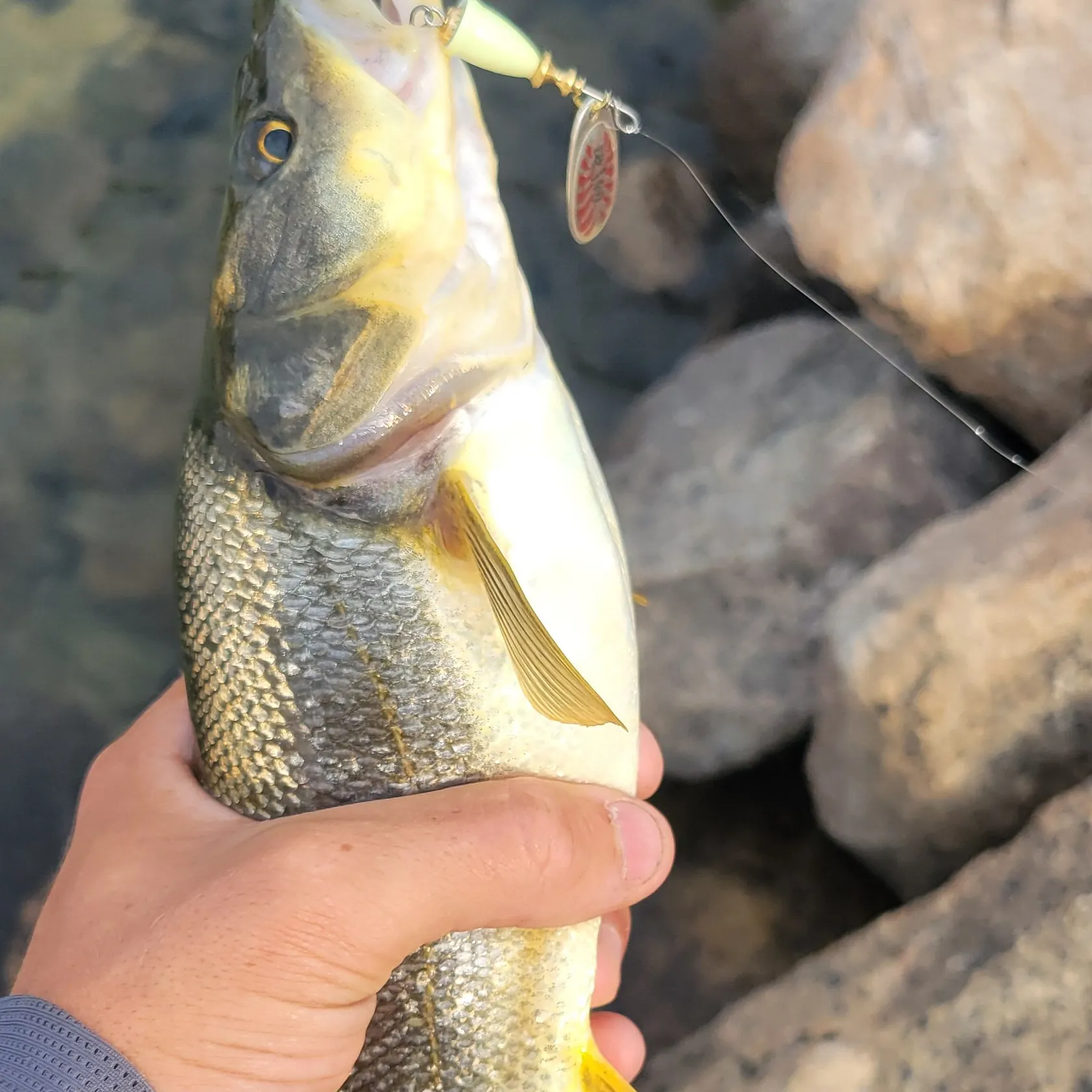 Northern pikeminnow caught on Fishbrain