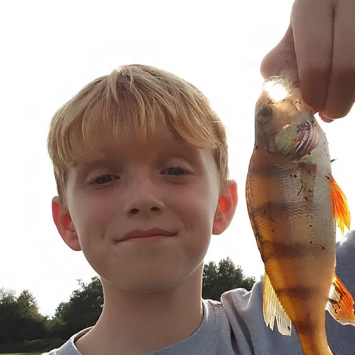 European perch caught on Fishbrain