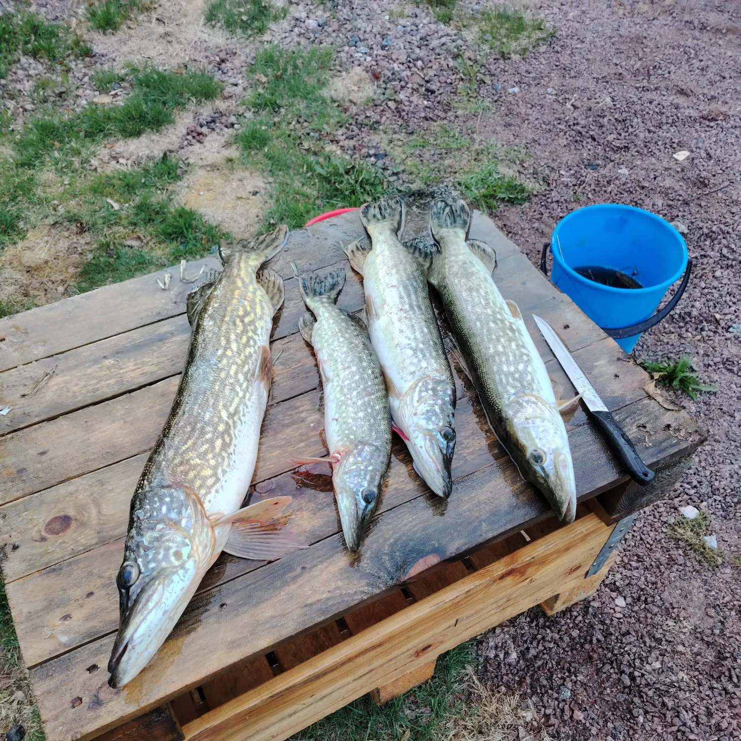 recently logged catches