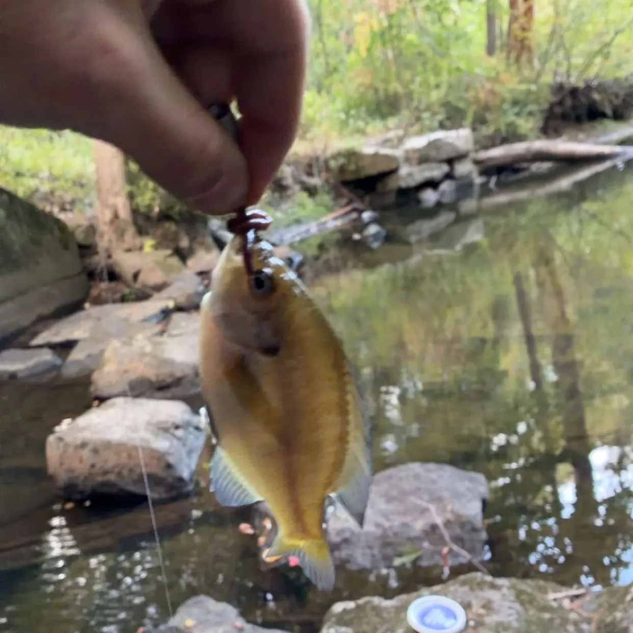 Bluegill caught on Fishbrain