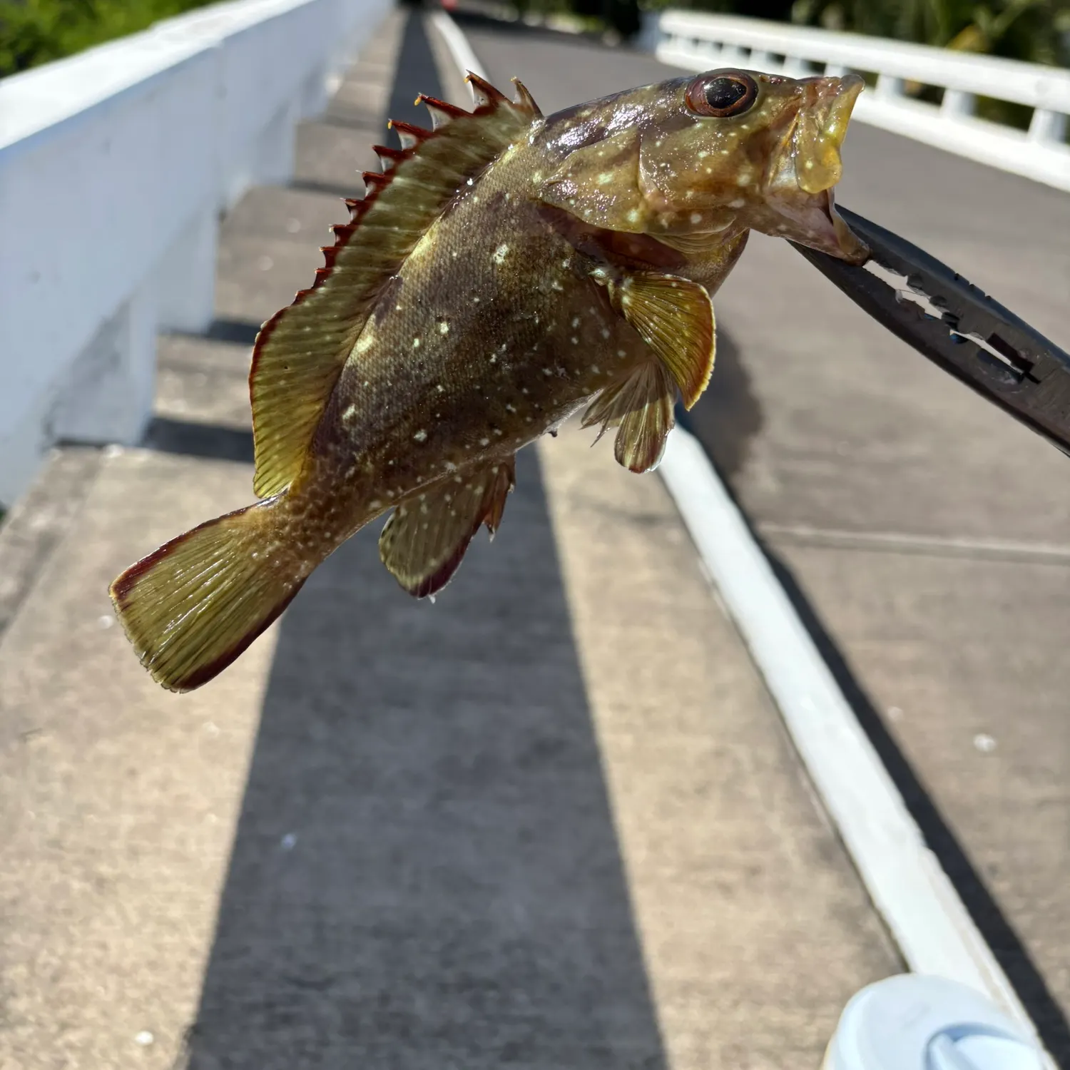 The most recent Starry grouper catches on Fishbrain