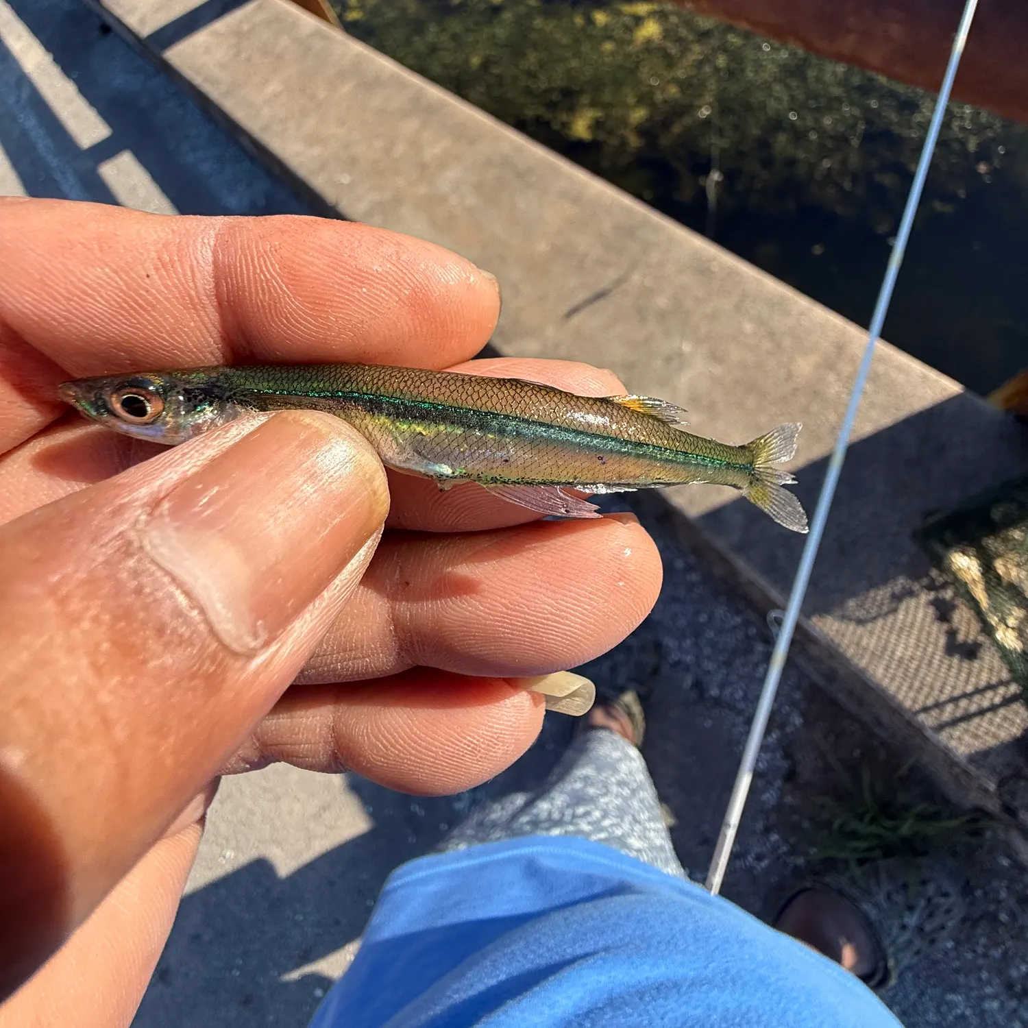 The most recent Brook silverside catches on Fishbrain