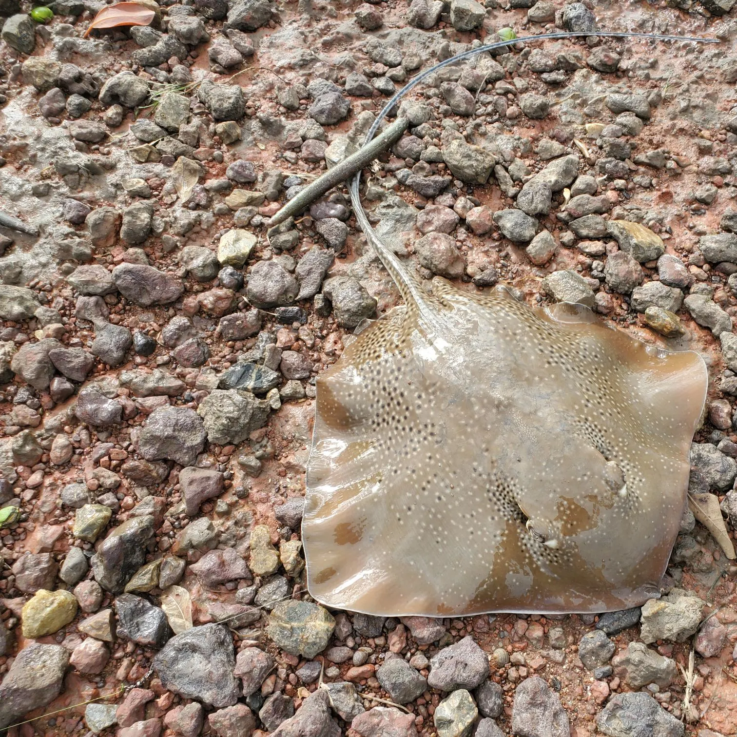 The most recent Pelagic stingray catches on Fishbrain