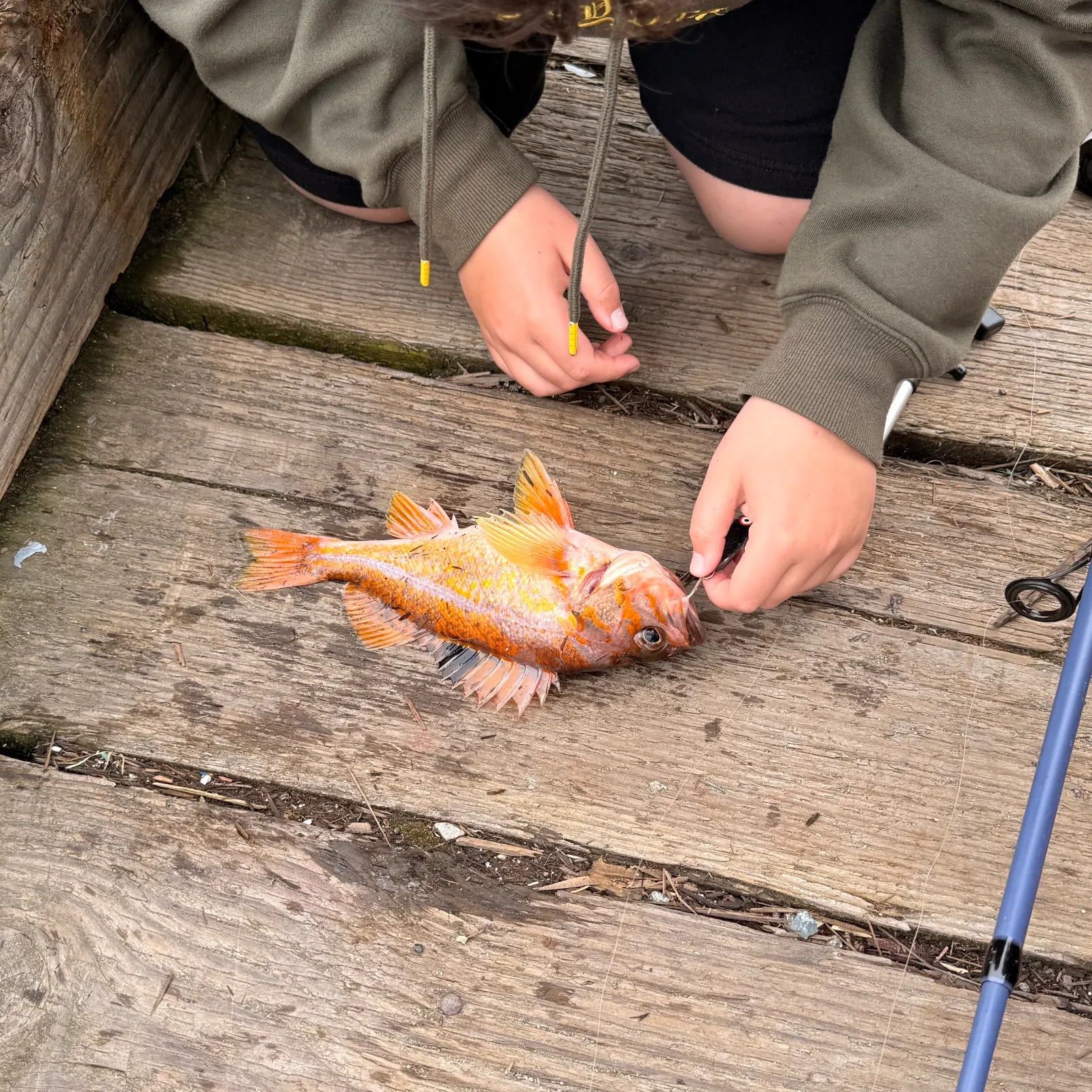 The most recent Canary rockfish catches on Fishbrain