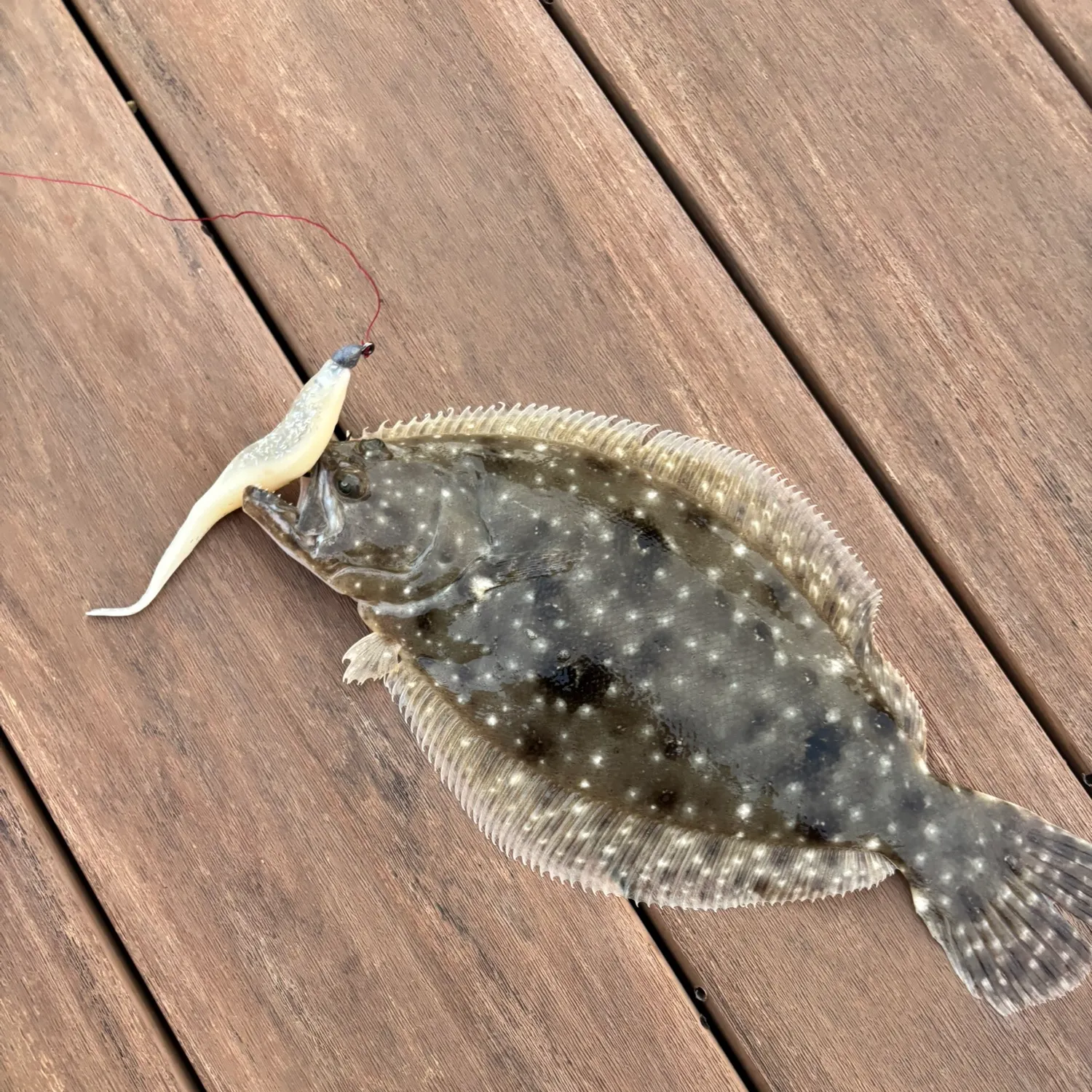 The most recent Gulf flounder catches on Fishbrain