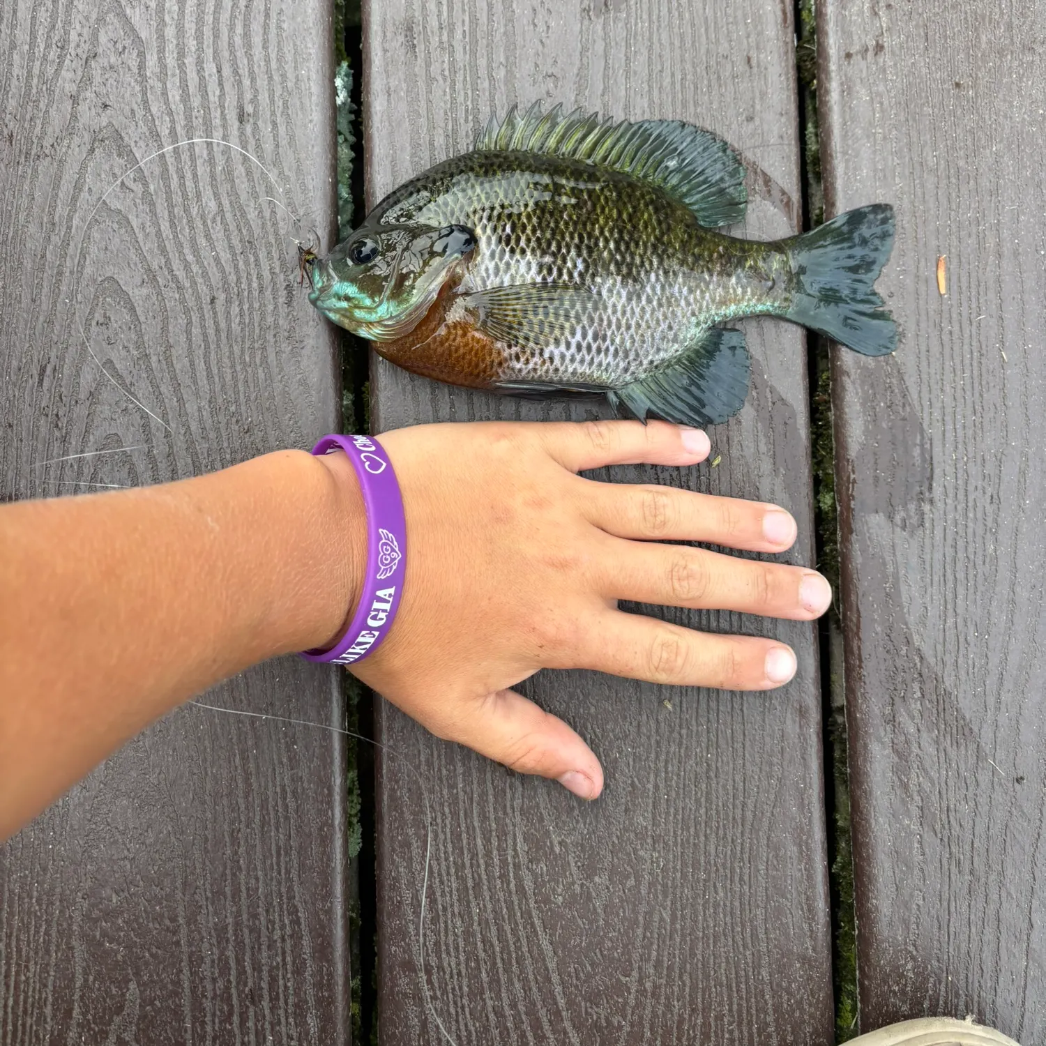 recently logged catches