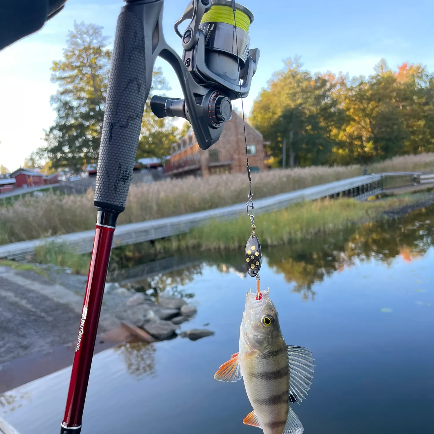European perch caught on Fishbrain