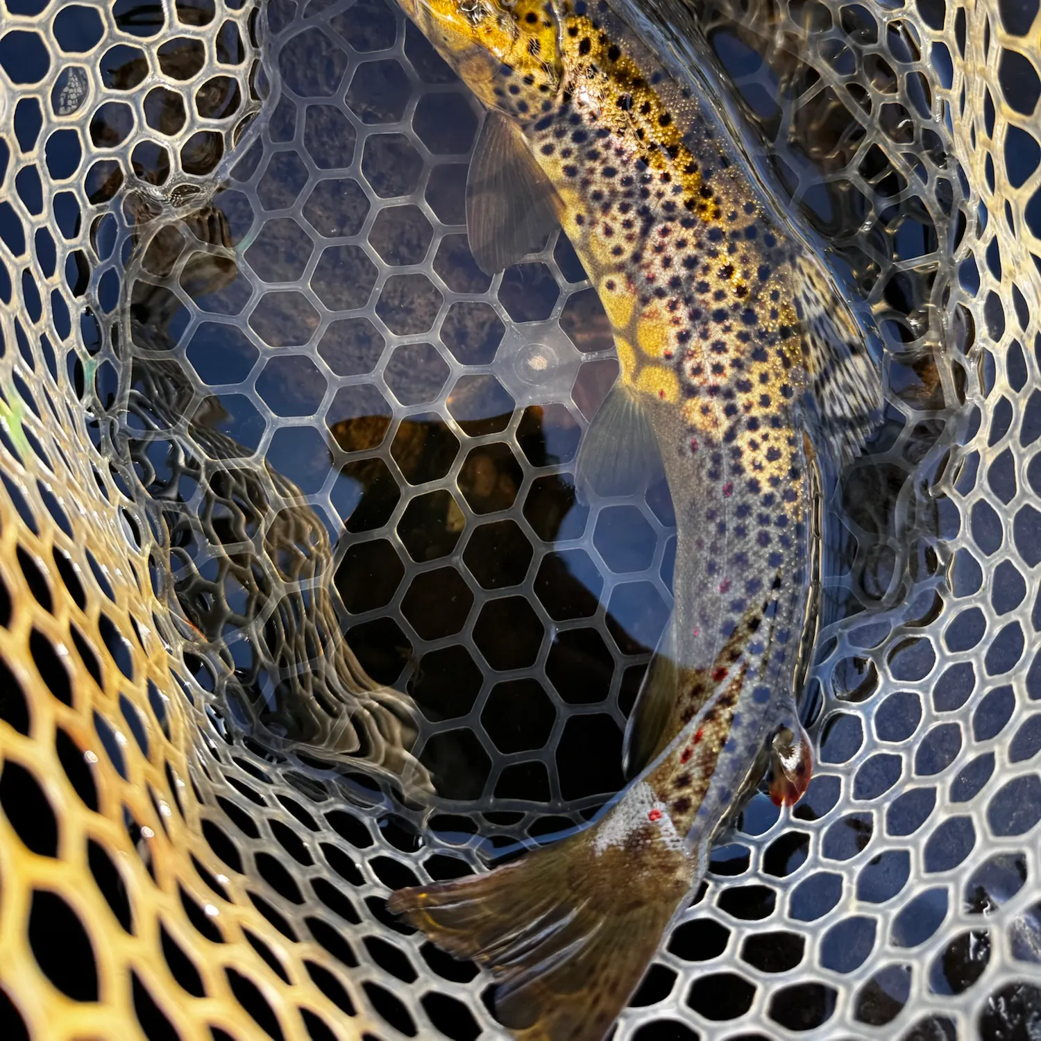 Brown trout caught on Fishbrain