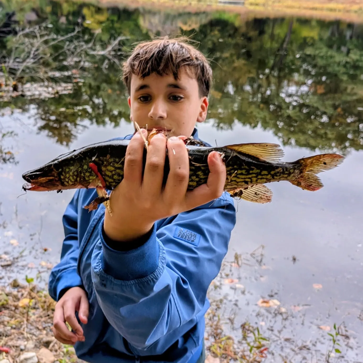 Chain pickerel caught on Fishbrain