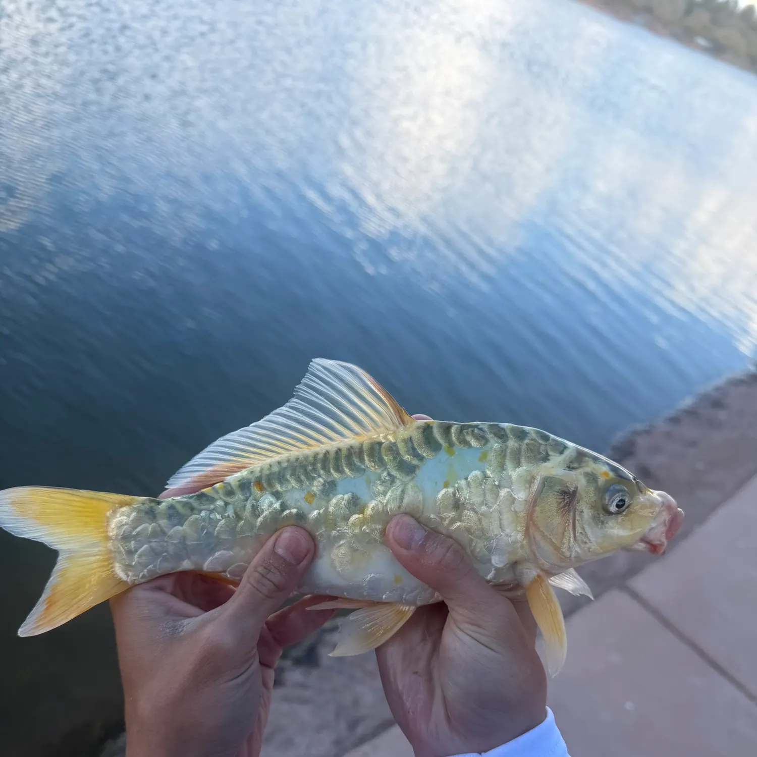 Mirror carp caught on Fishbrain