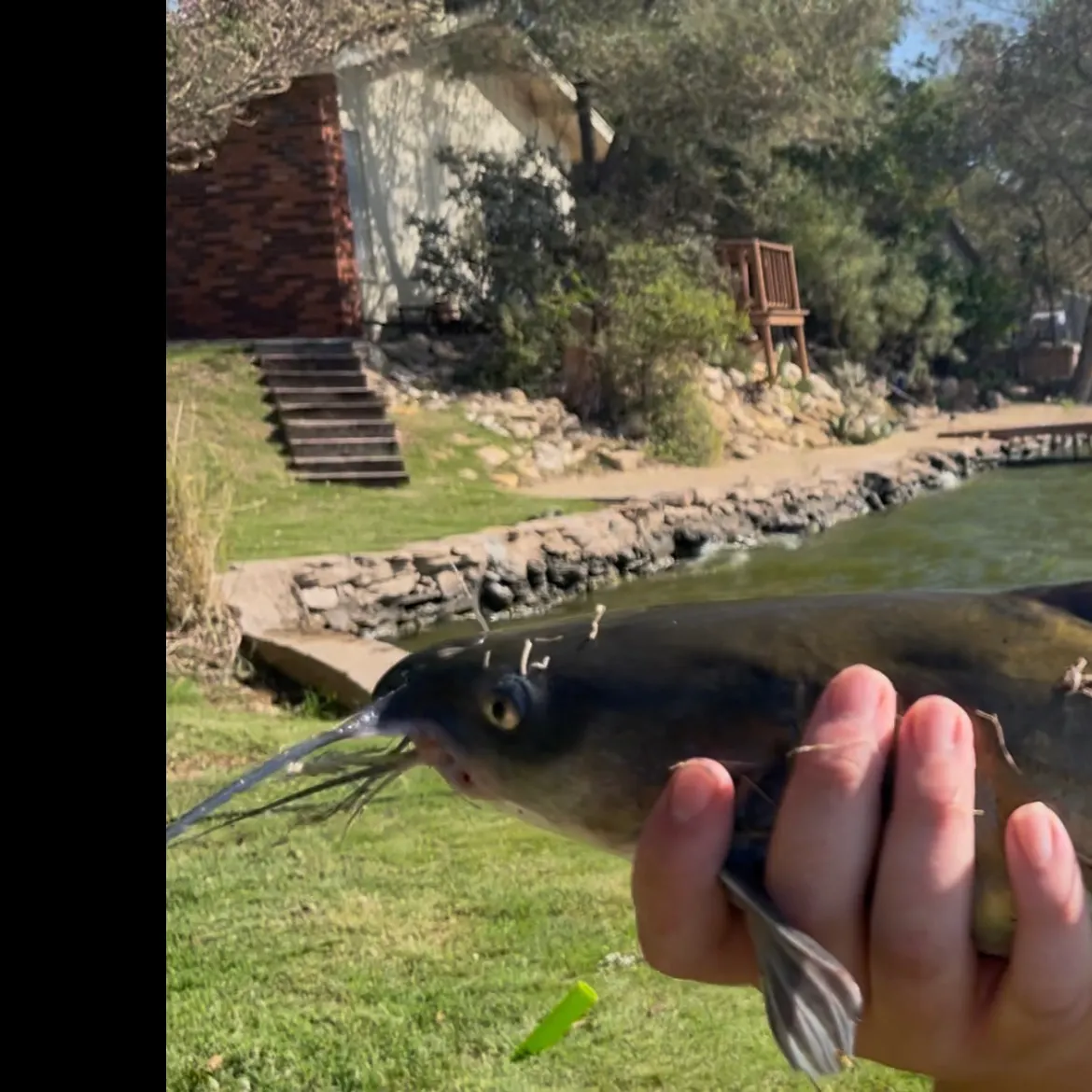 Channel catfish caught on Fishbrain