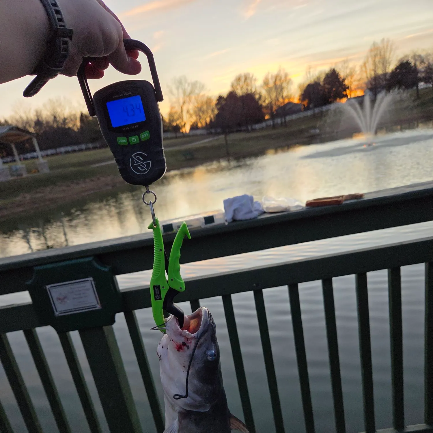 recently logged catches