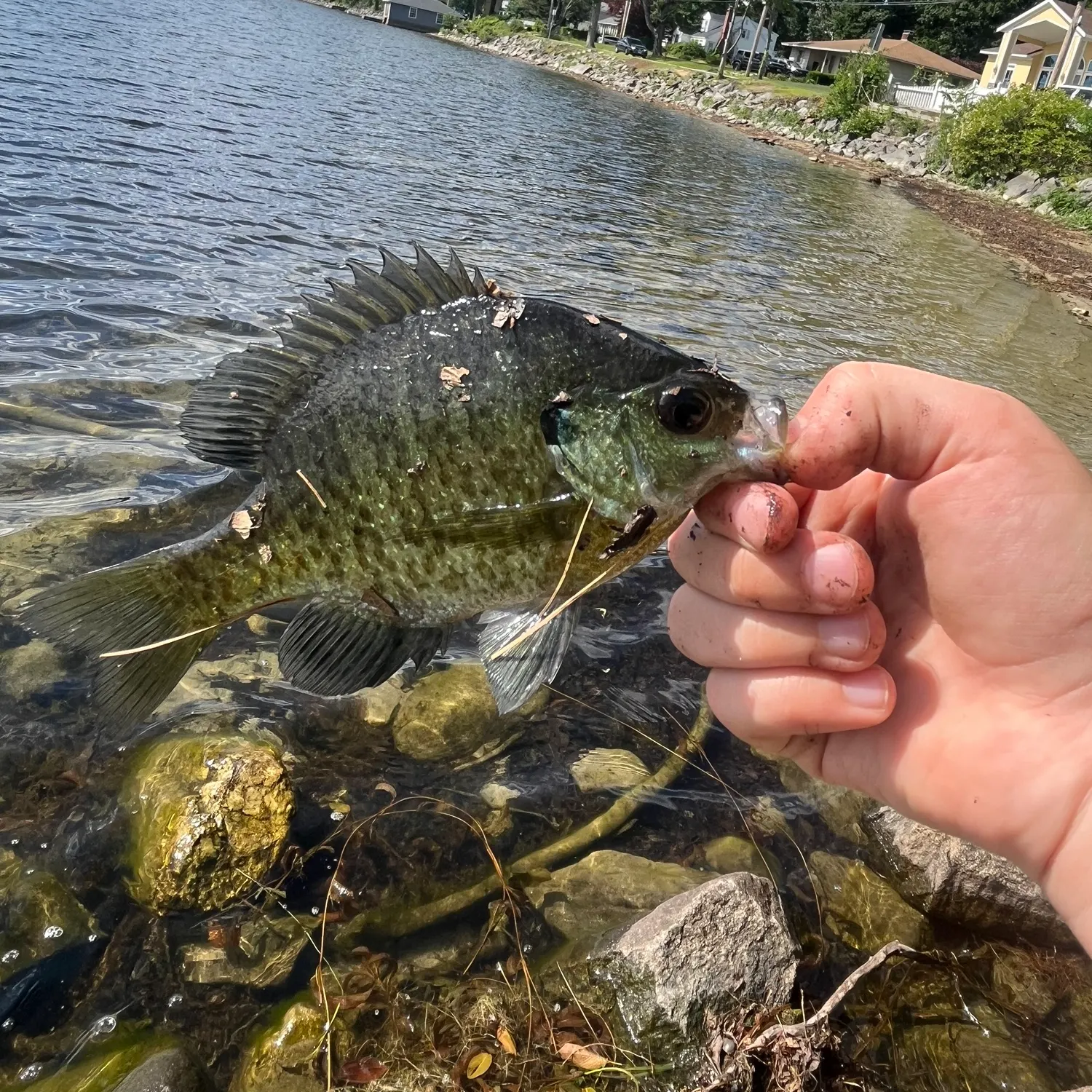 catch