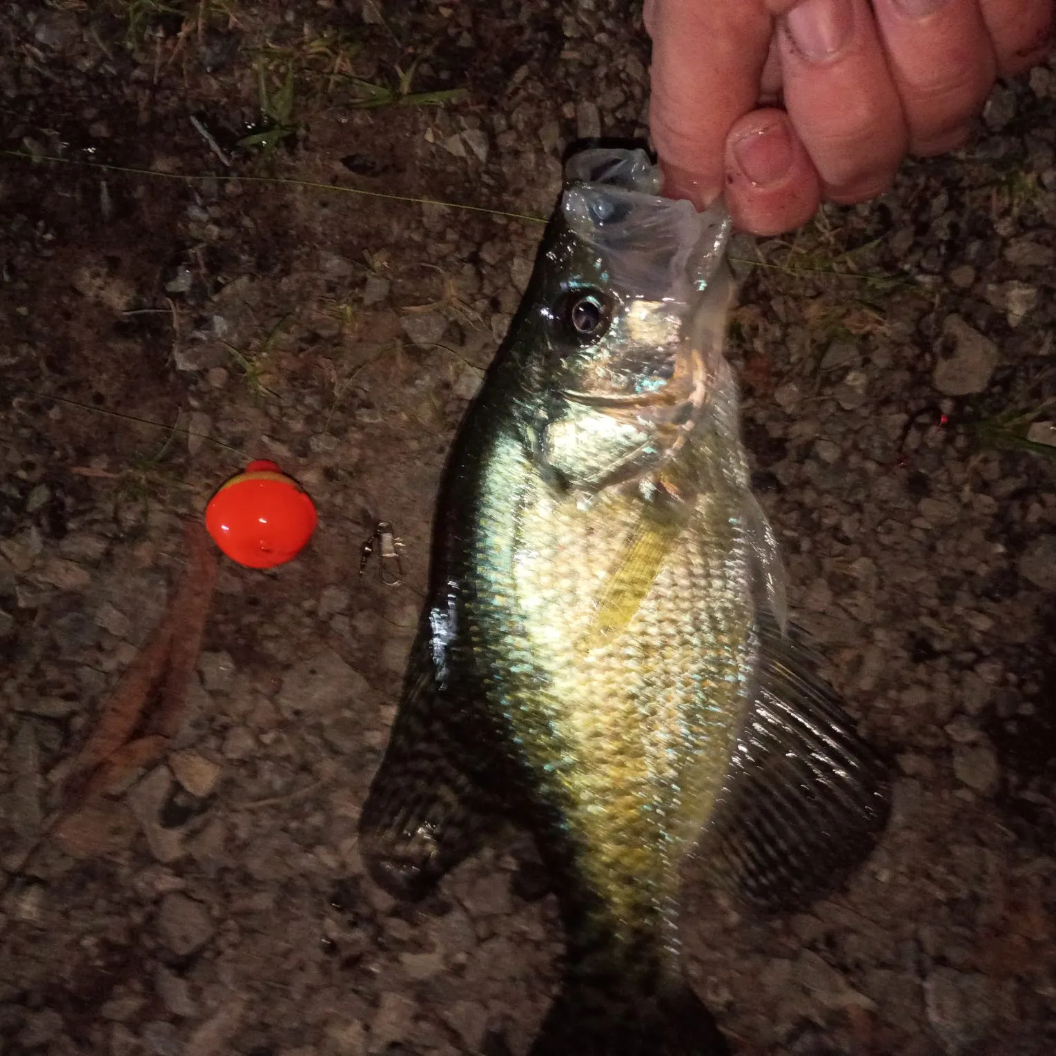 White crappie caught on Fishbrain