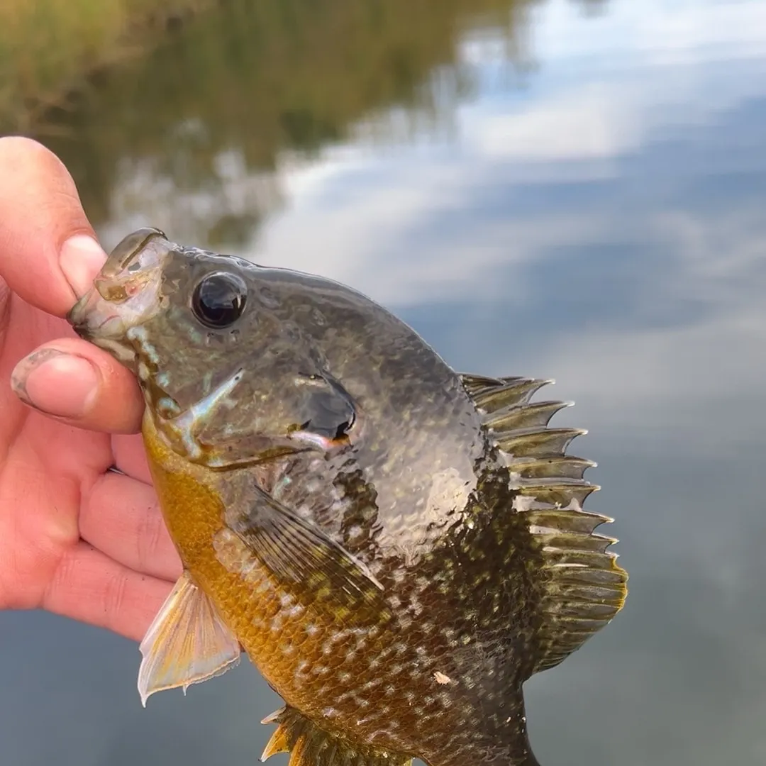 Greengill hybrid caught on Fishbrain