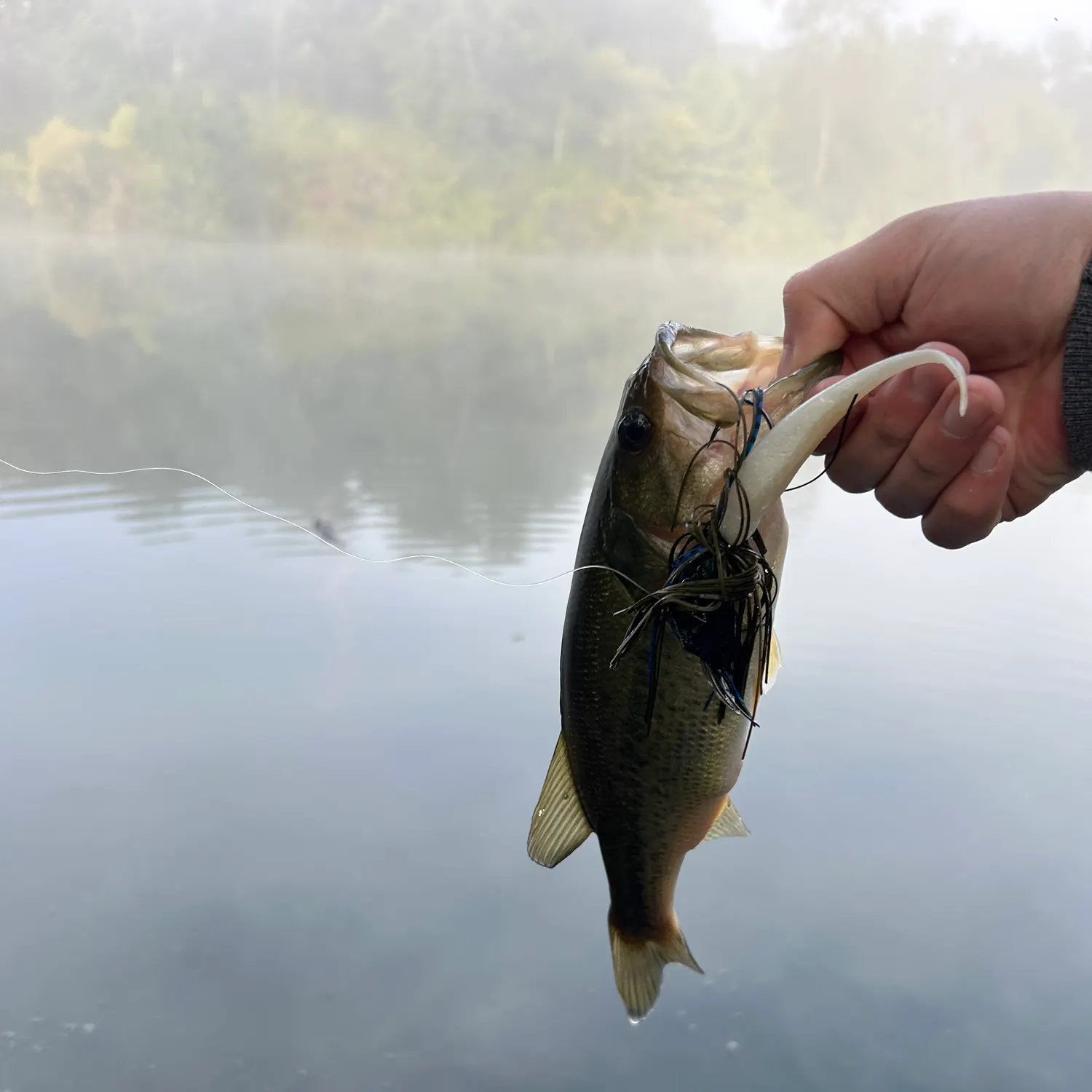 Largemouth bass caught on Fishbrain