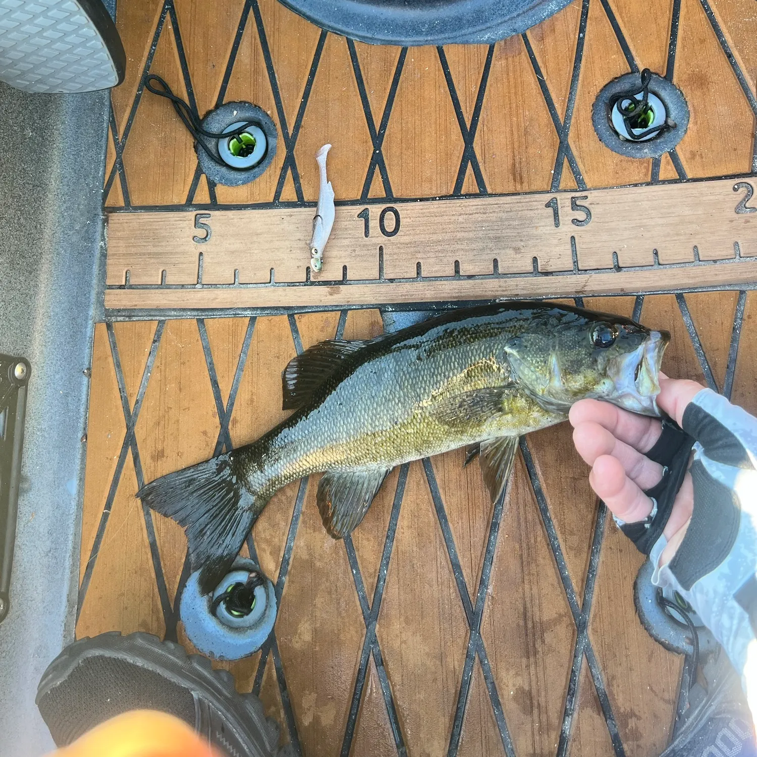 Fish caught on Fishbrain