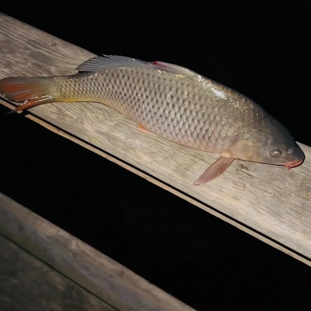 Common carp caught on Fishbrain