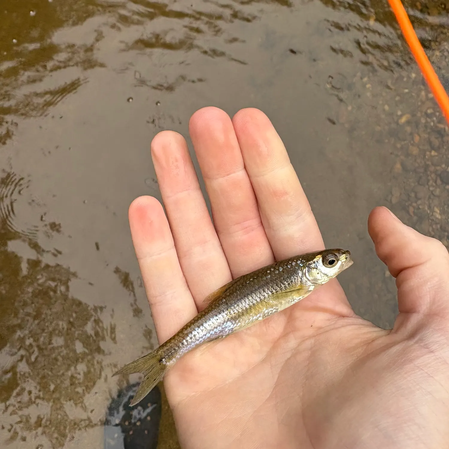 The most recent Sand shiner catches on Fishbrain