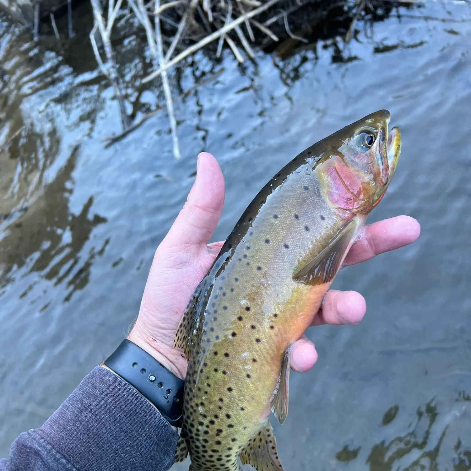 The most recent Colorado river cutthroat trout catches on Fishbrain