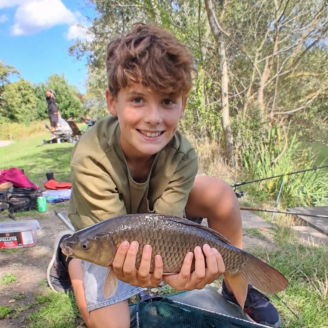 Common carp caught on Fishbrain