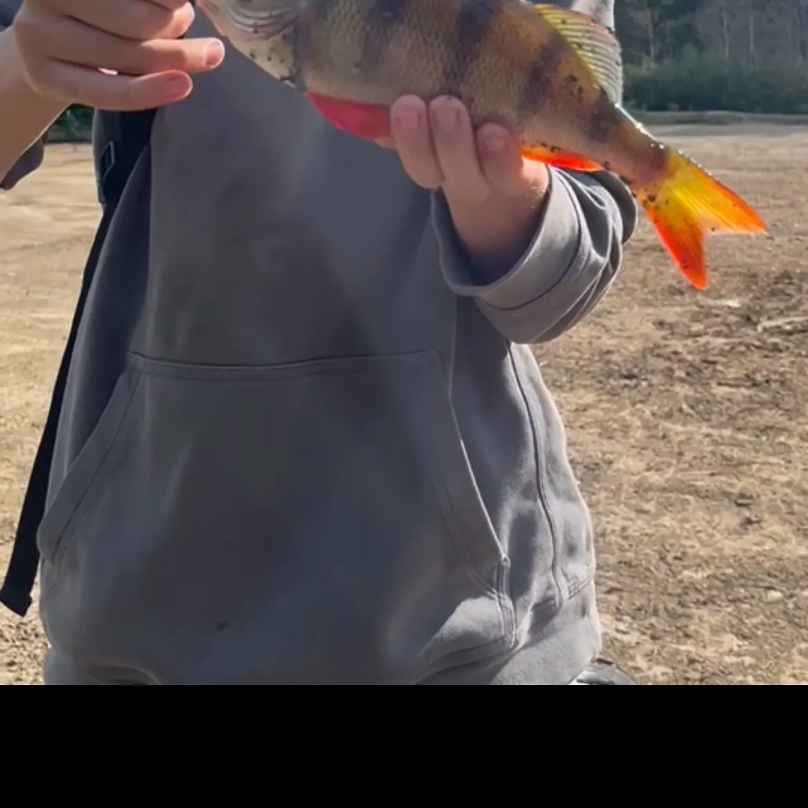 European perch caught on Fishbrain