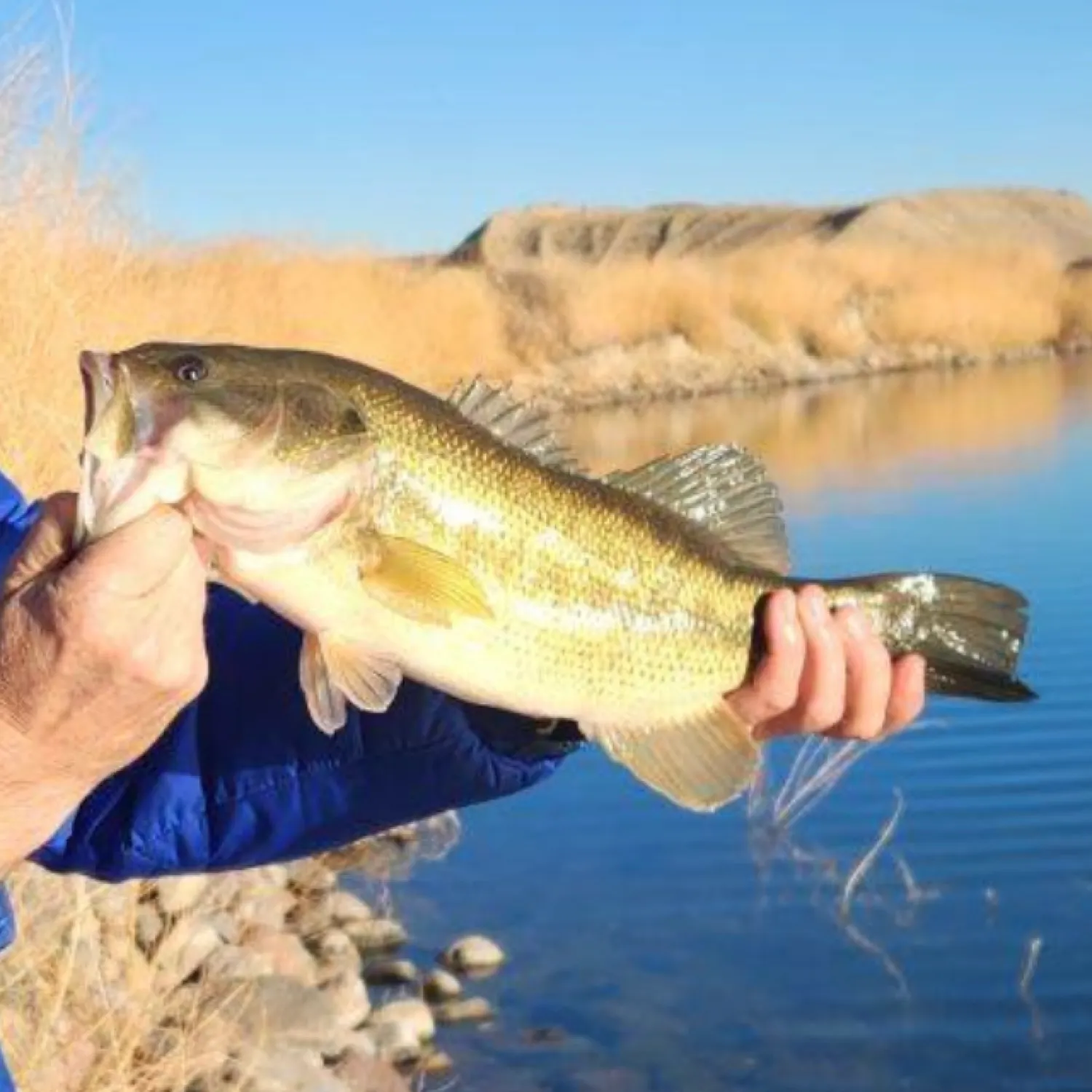 angler catch