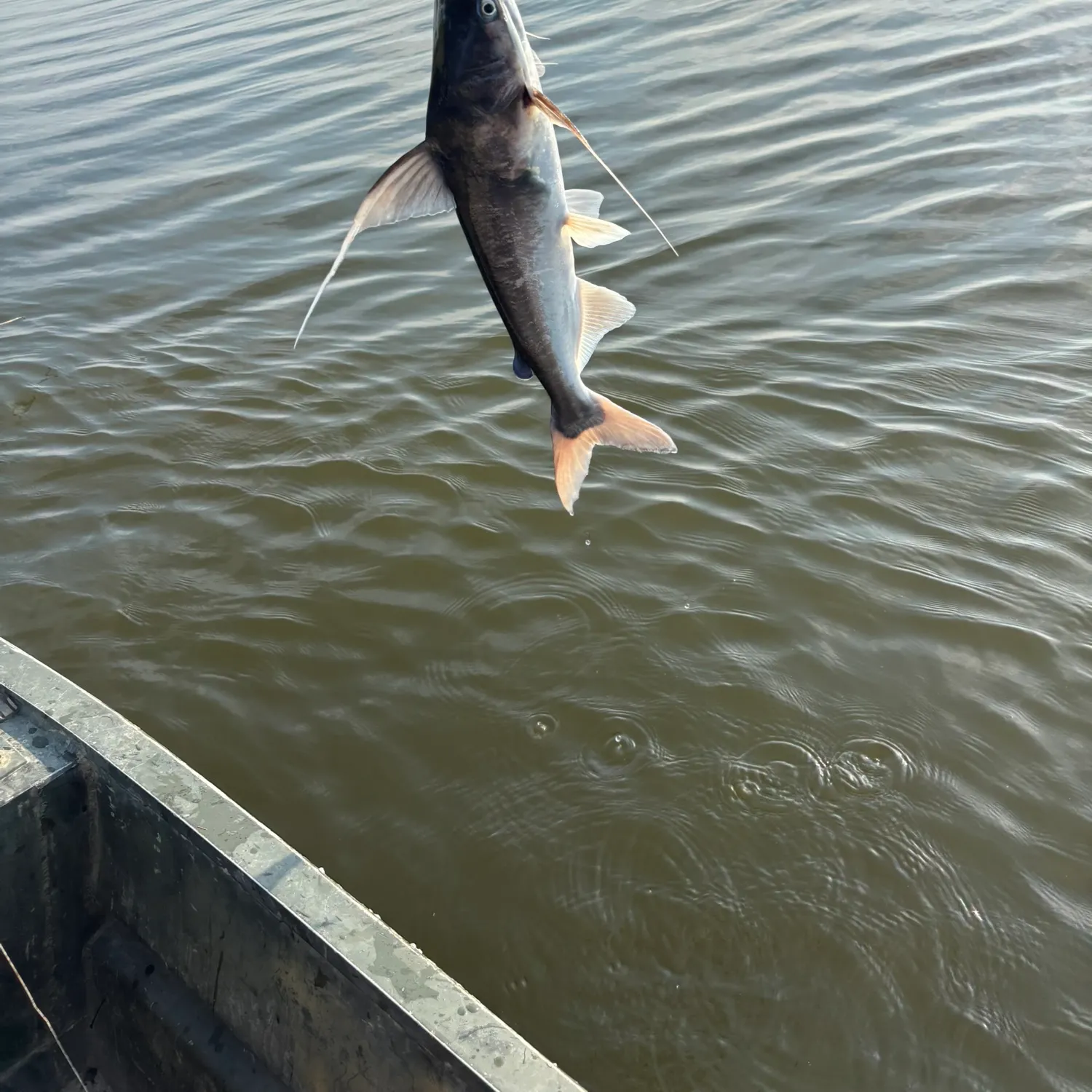 Gafftopsail sea catfish caught on Fishbrain