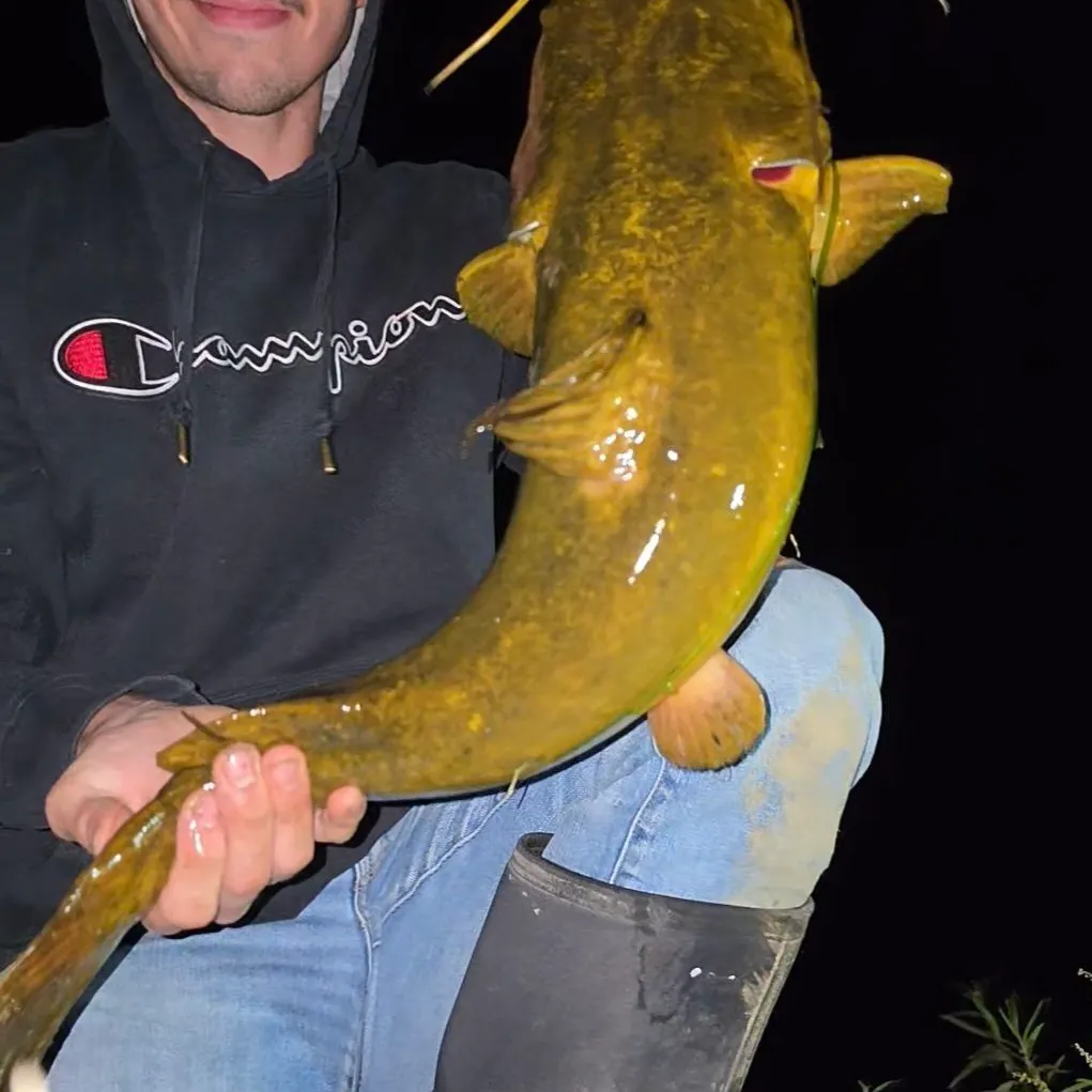 Flathead catfish caught on Fishbrain