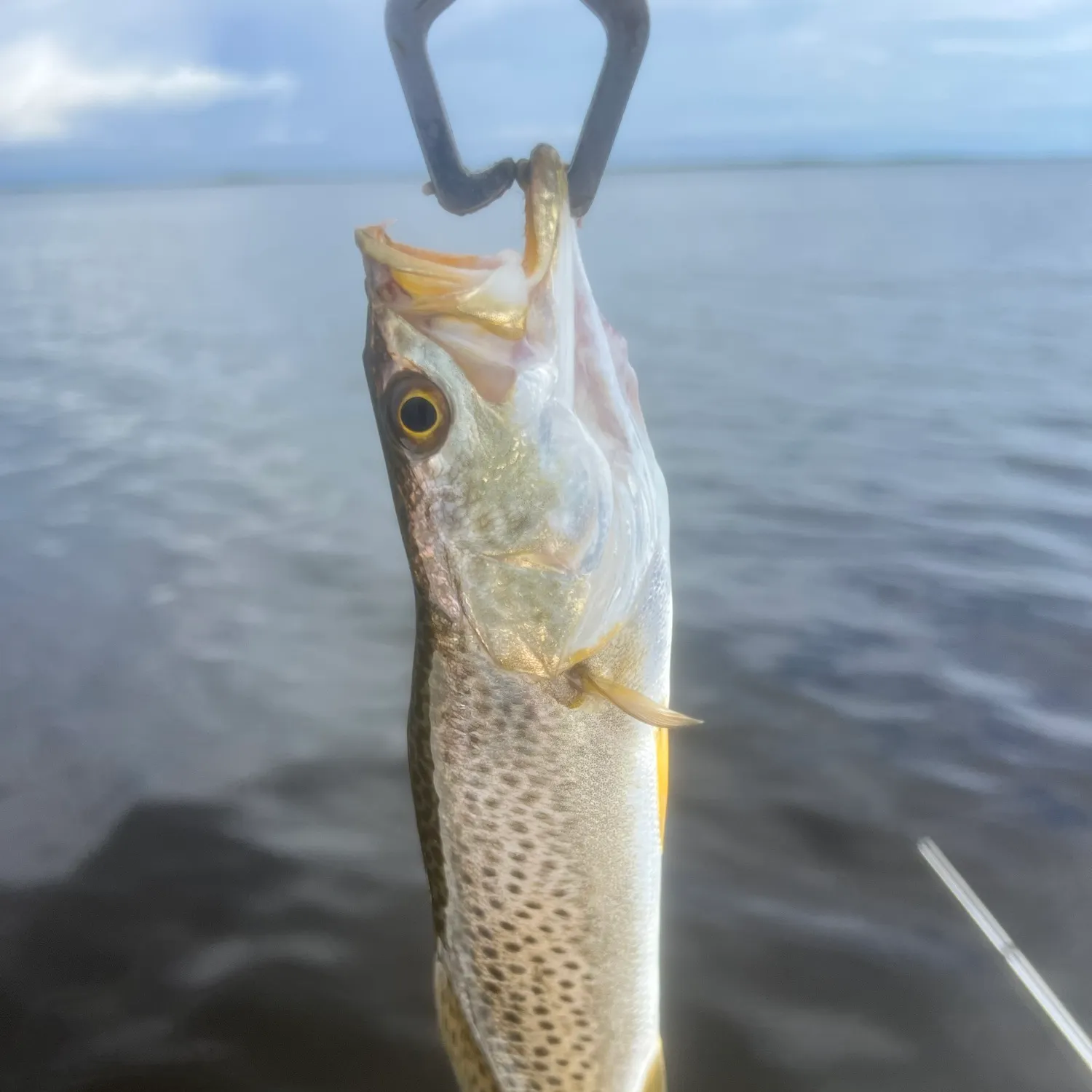 Spotted seatrout caught on Fishbrain