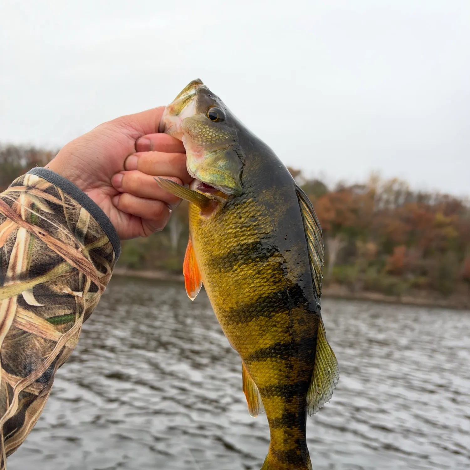 Yellow perch caught on Fishbrain