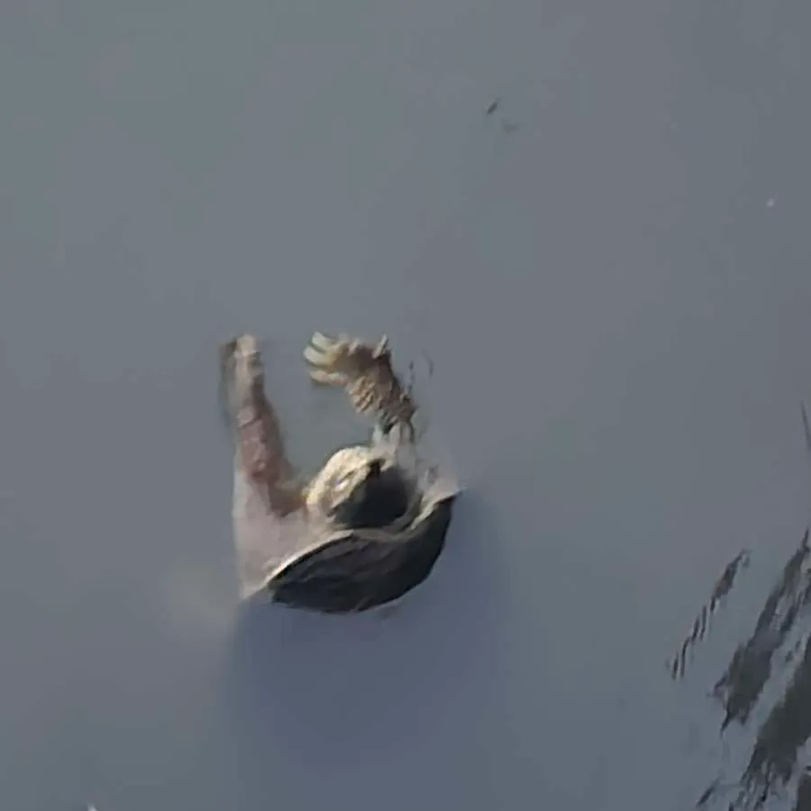 Common snapping turtle caught on Fishbrain