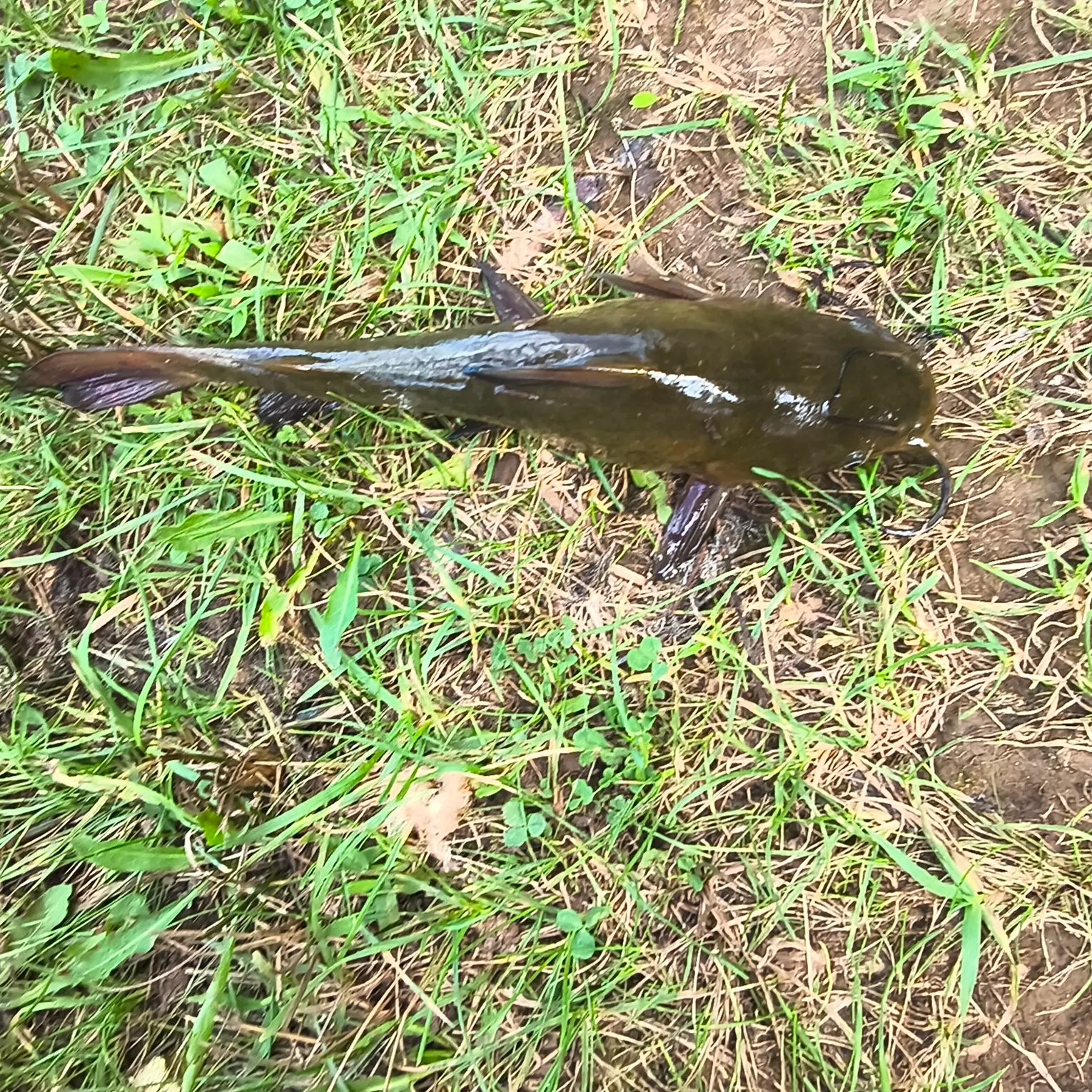 Black bullhead caught on Fishbrain