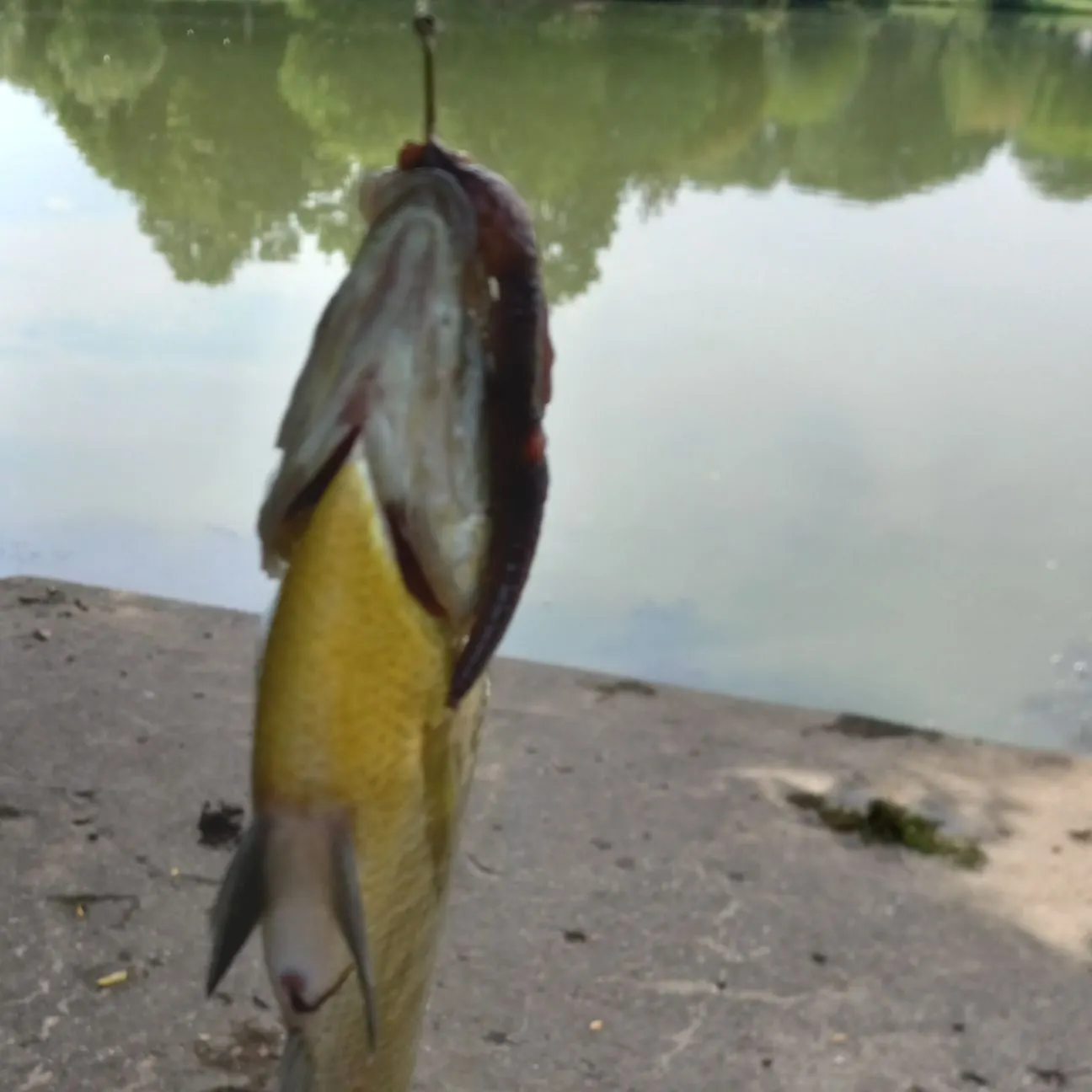 Bluegill caught on Fishbrain