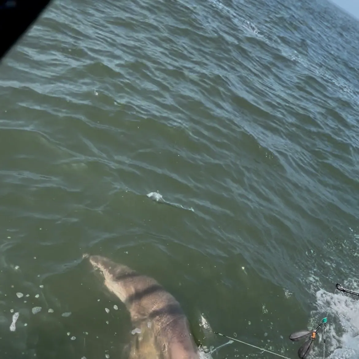 The most recent Sand tiger shark catches on Fishbrain