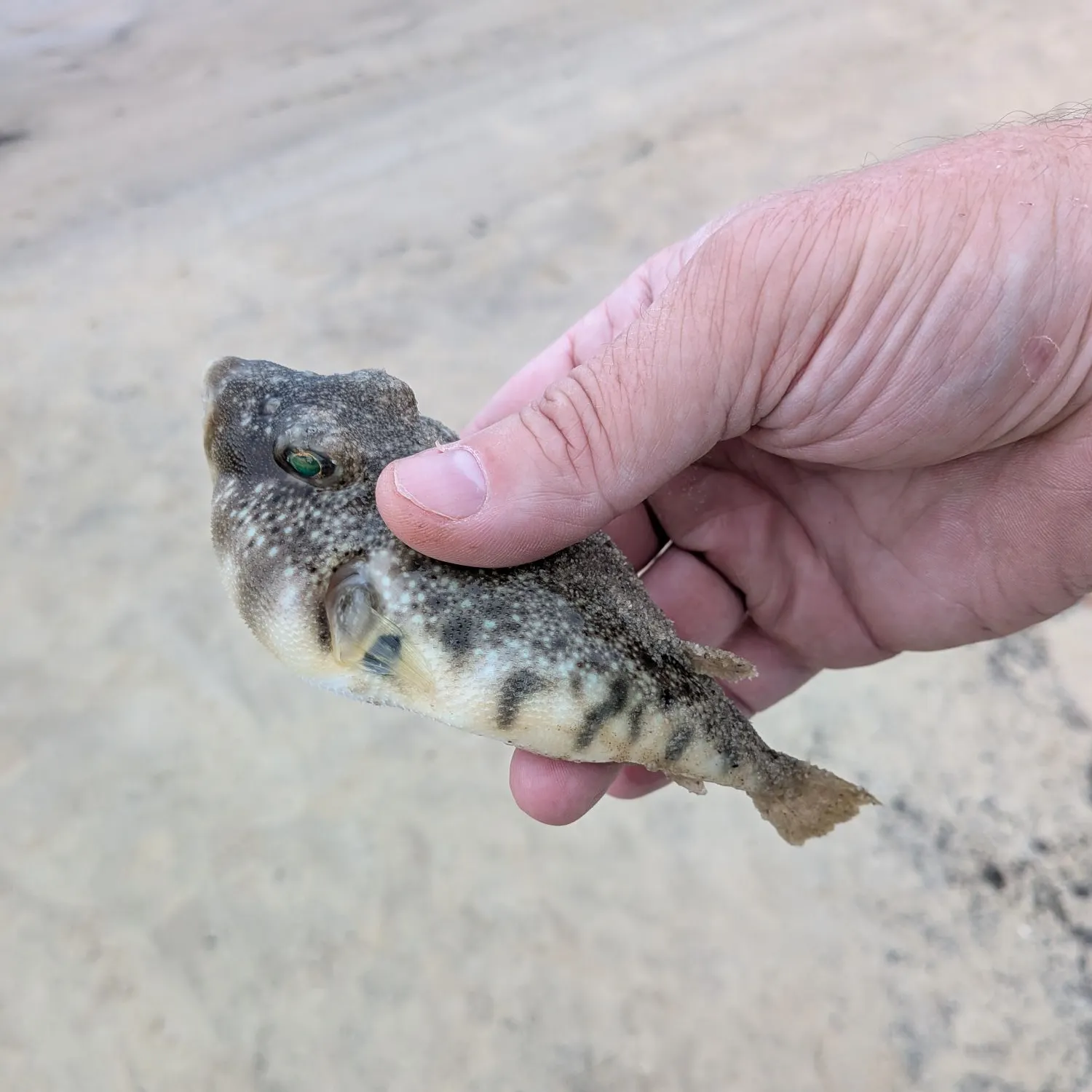 Northern puffer caught on Fishbrain