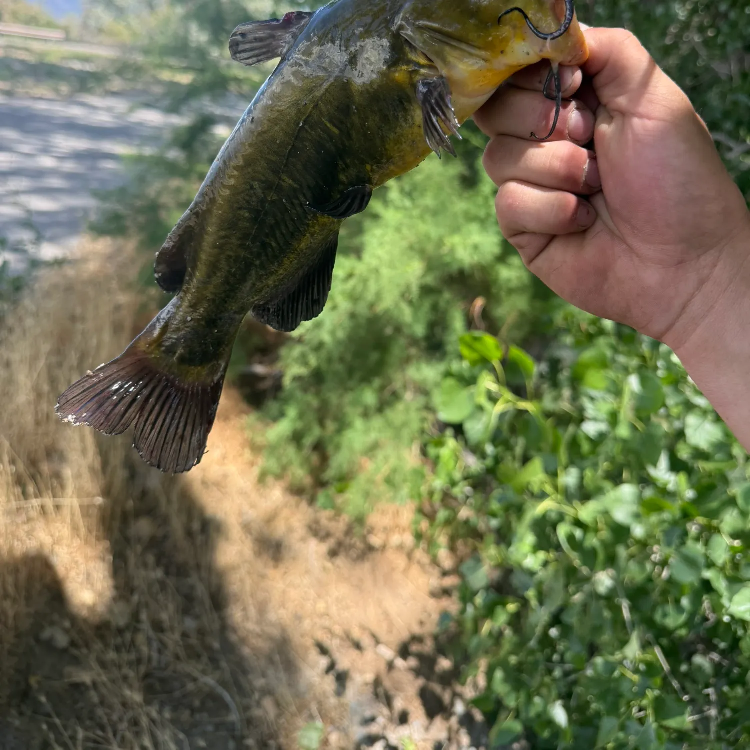 The most recent Black bullhead catches on Fishbrain