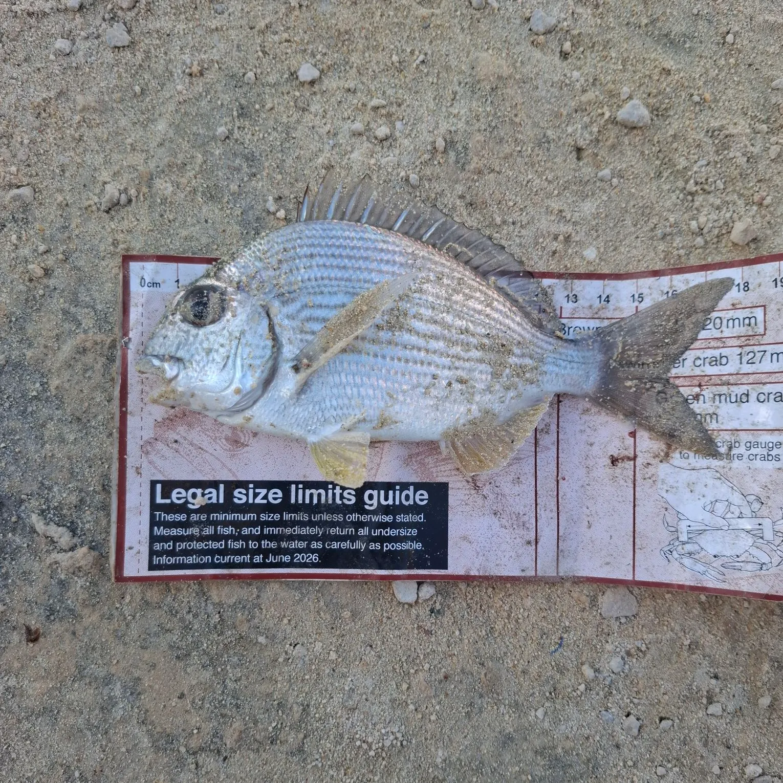 Goldlined seabream caught on Fishbrain