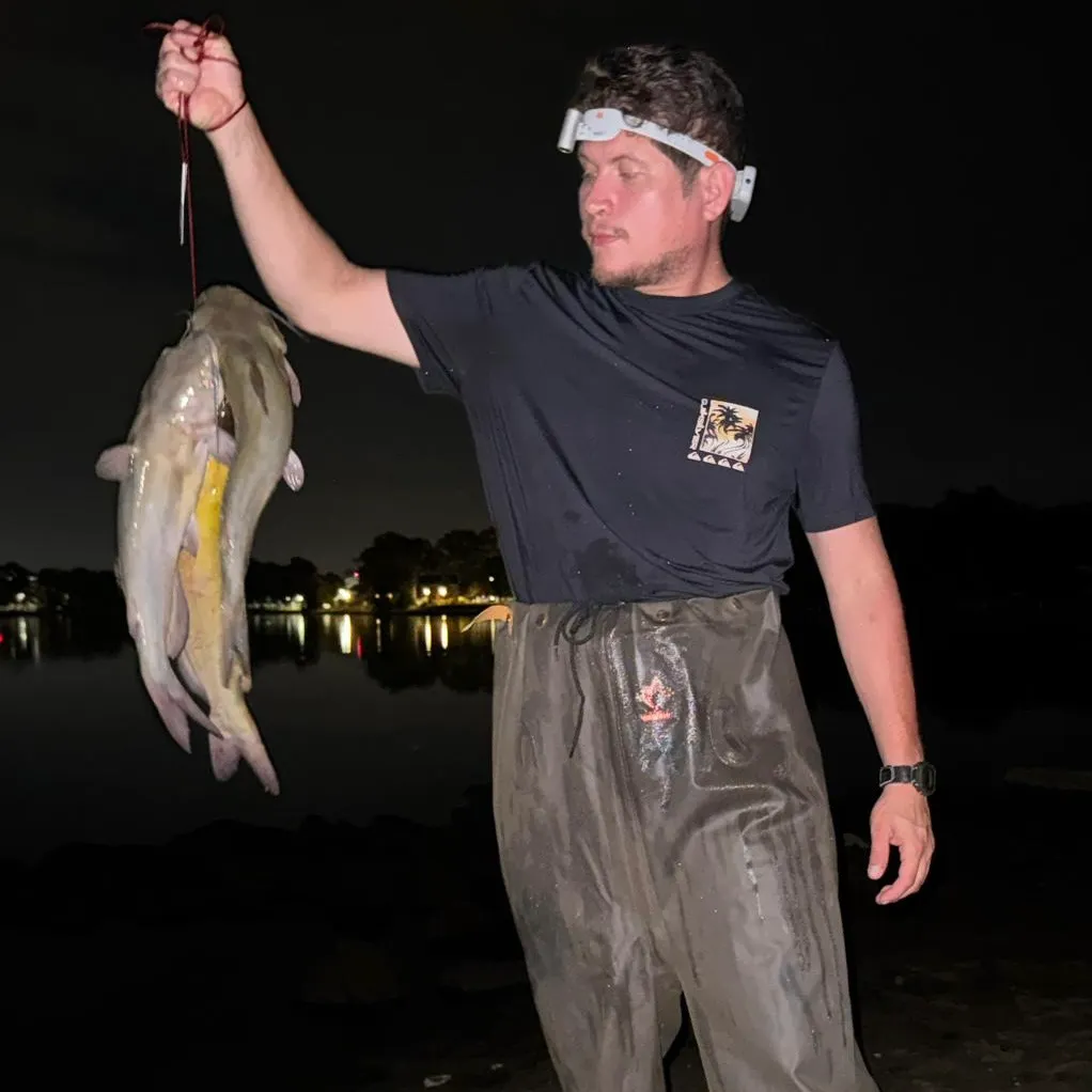 Channel catfish caught on Fishbrain