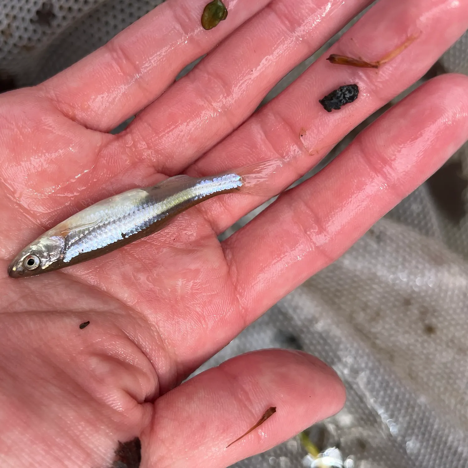 The most popular recent Rosyface shiner catch on Fishbrain