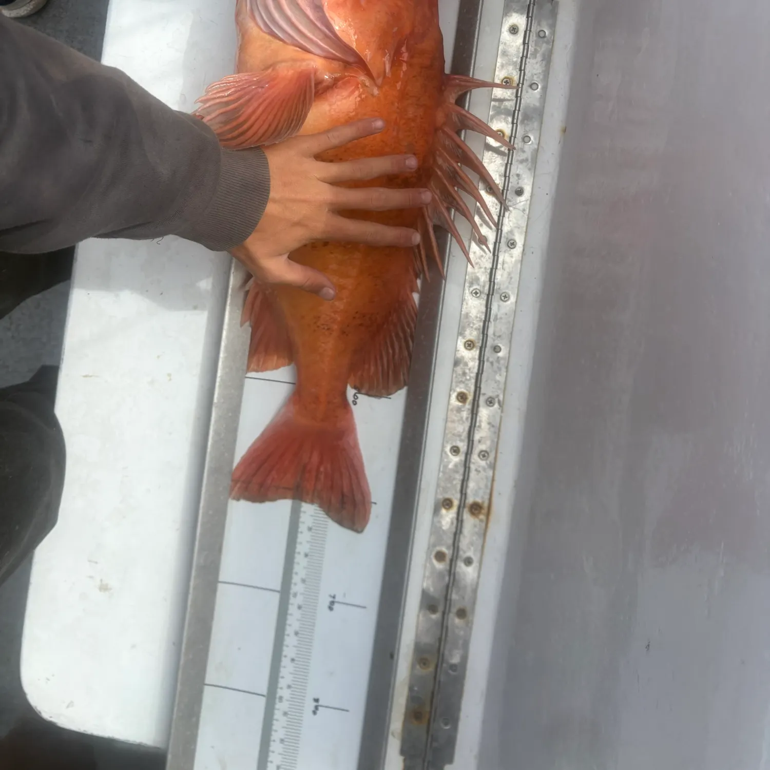 The most recent Cowcod rockfish catches on Fishbrain