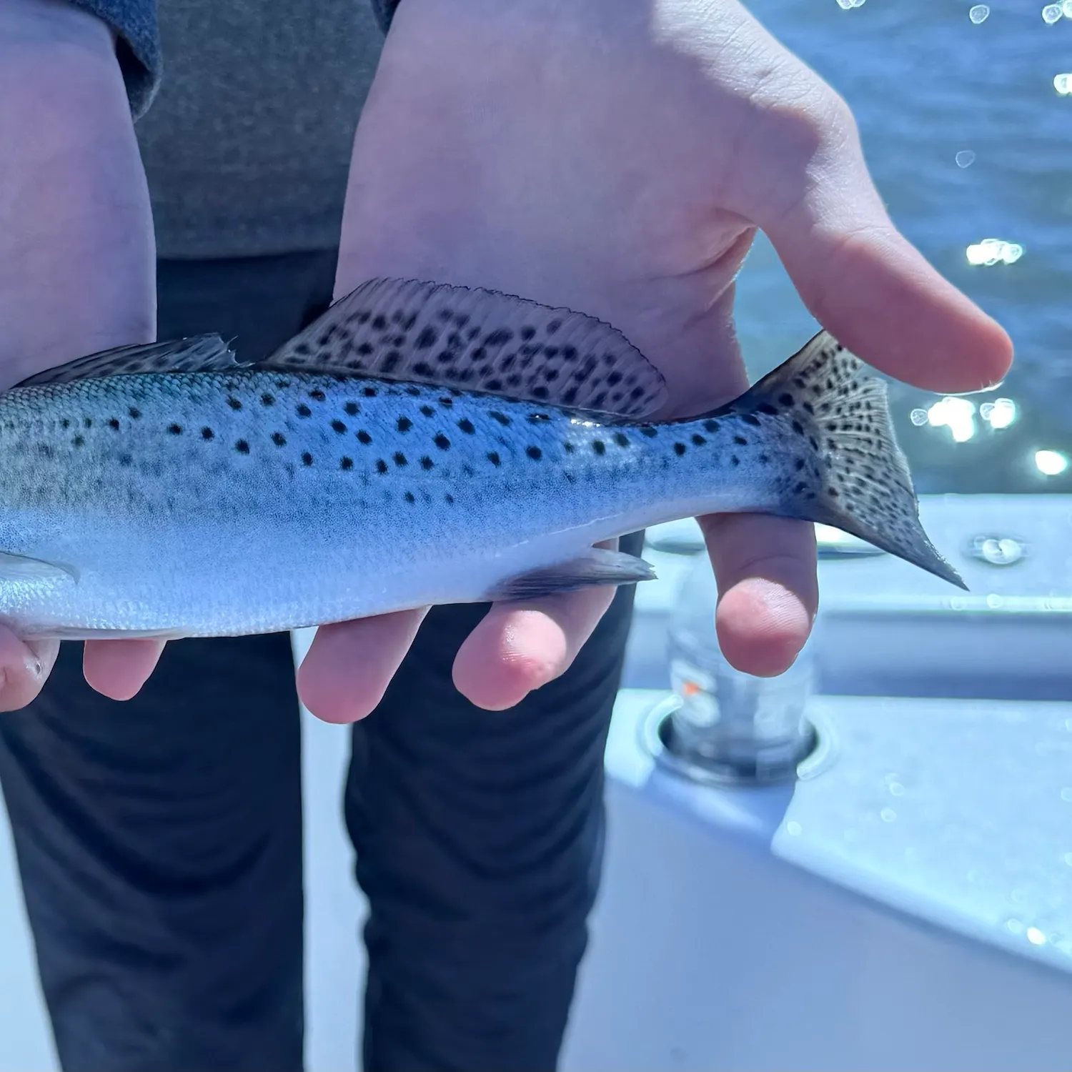 Spotted seatrout caught on Fishbrain
