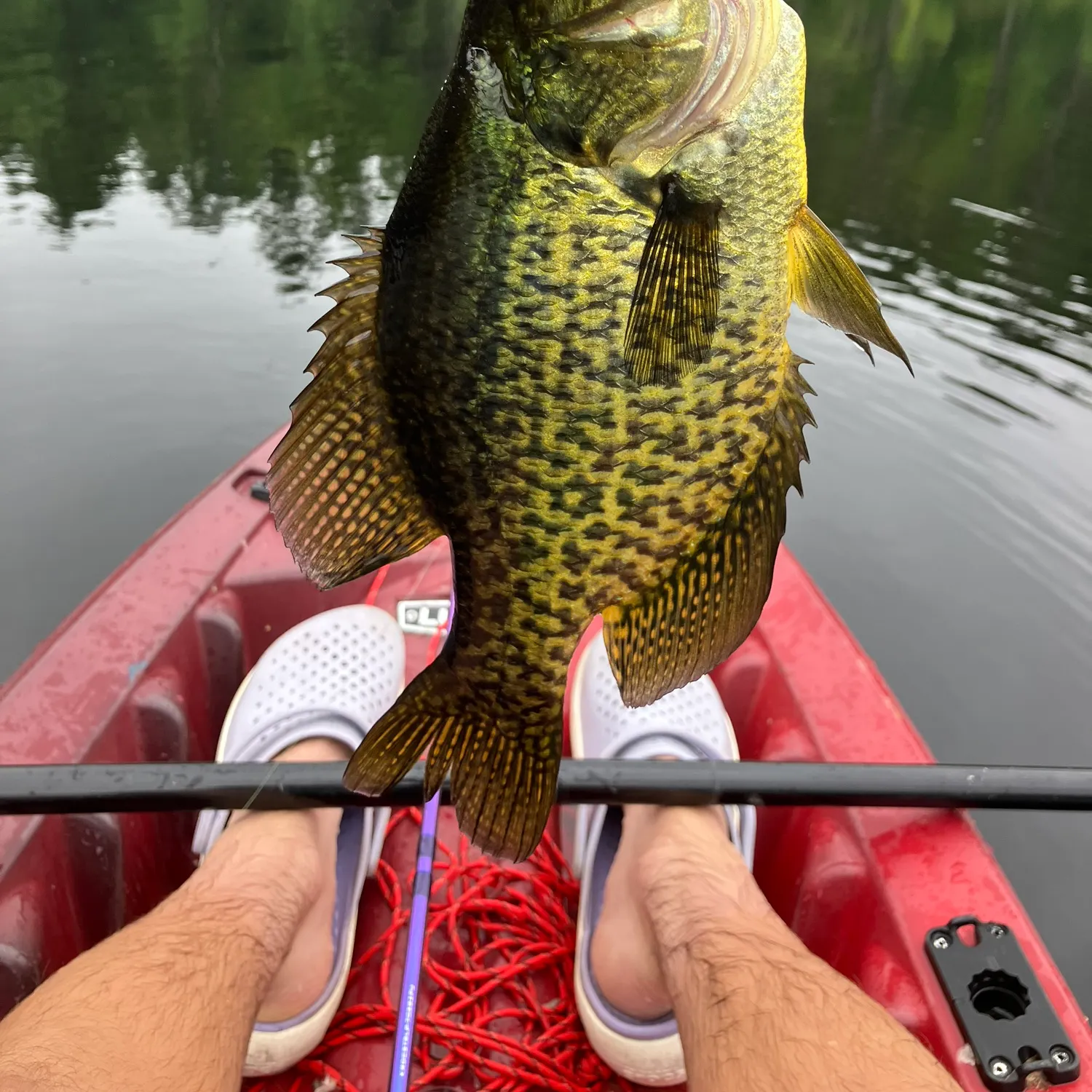 Black crappie caught on Fishbrain