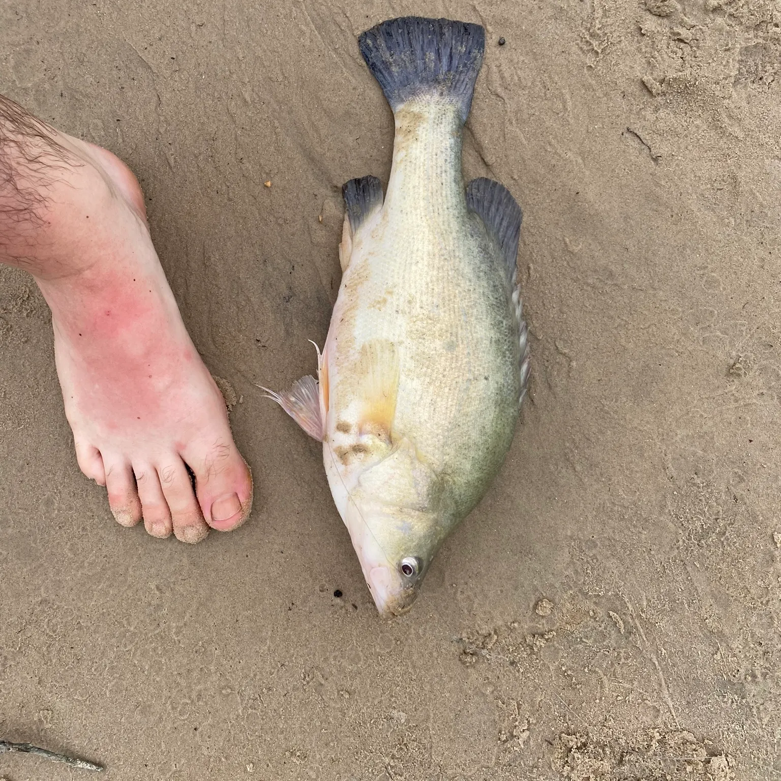 The most recent Golden perch catches on Fishbrain