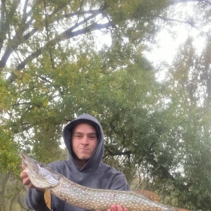 Northern pike caught on Fishbrain